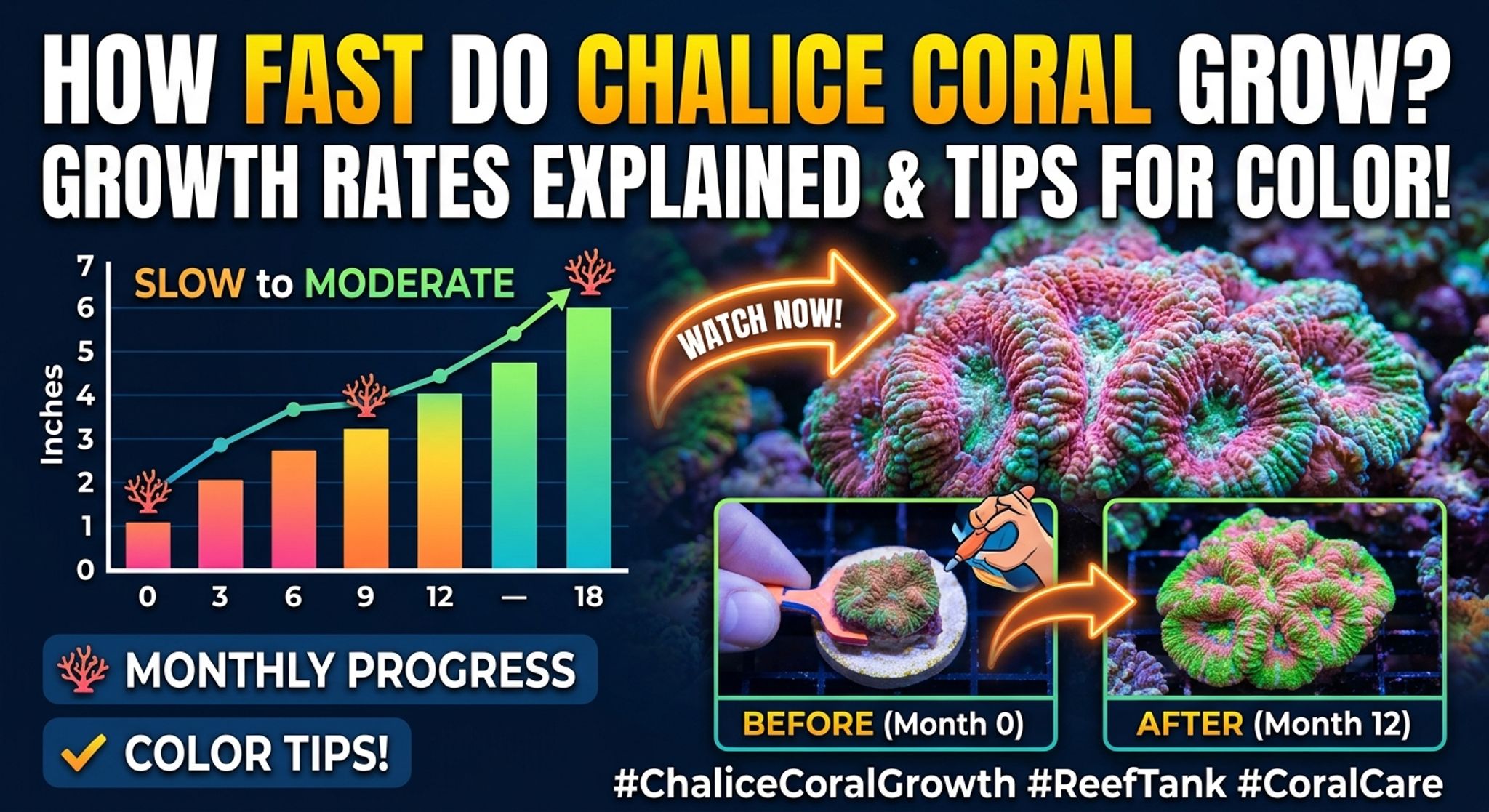 How Fast Do Chalice Coral Grow? Growth Rates and Tips for Better Color