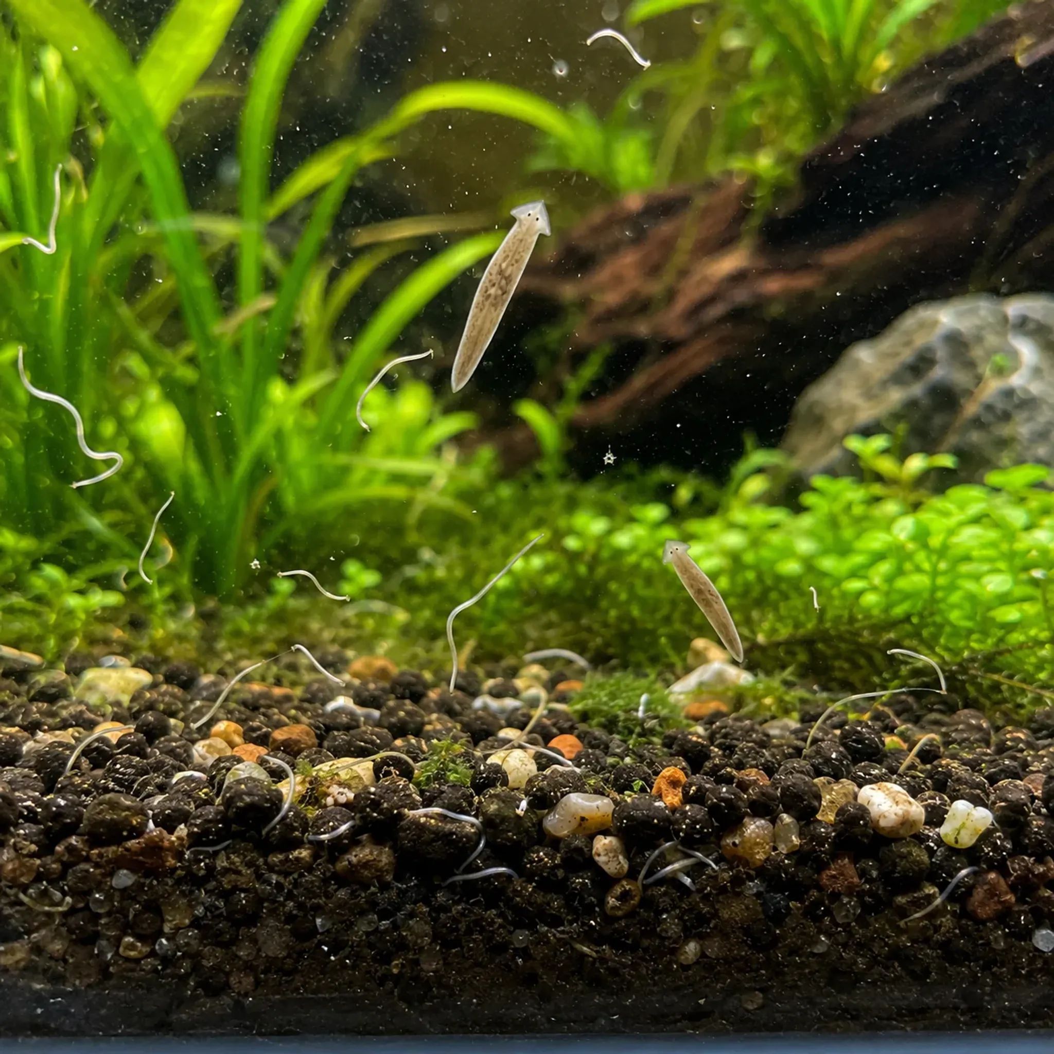 Why Are There Tiny Worms in My Aquarium? Detritus Worms, Planaria, and What They Mean