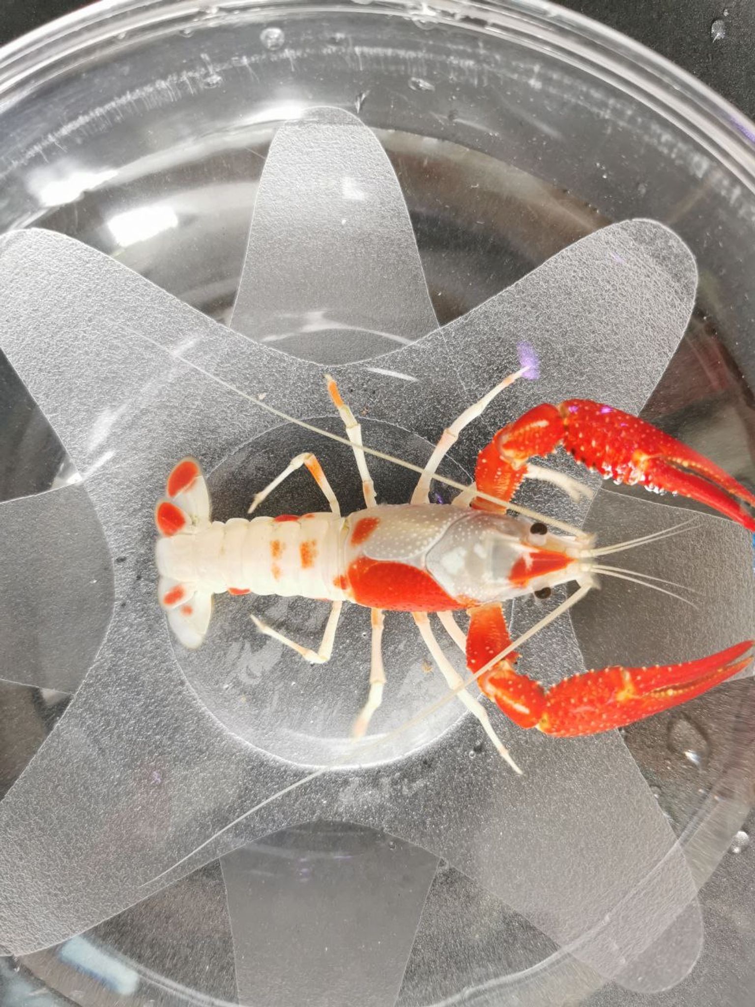 Crayfish - Koi Patterned Championship Grade (H104)