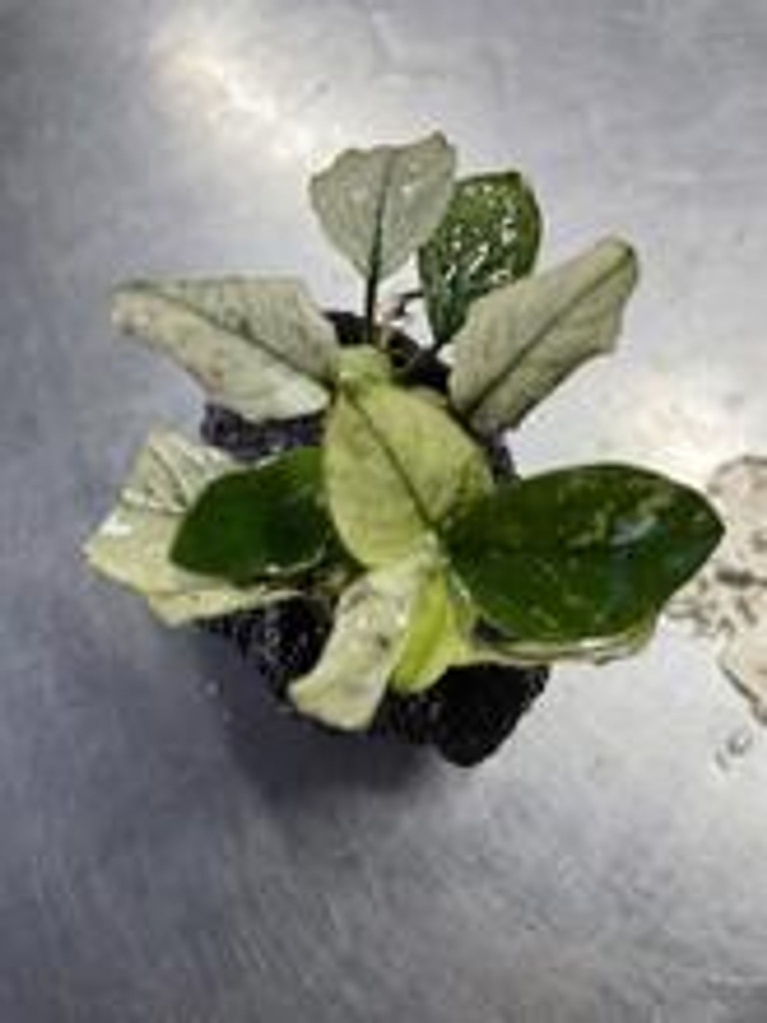 Anubias Pinto