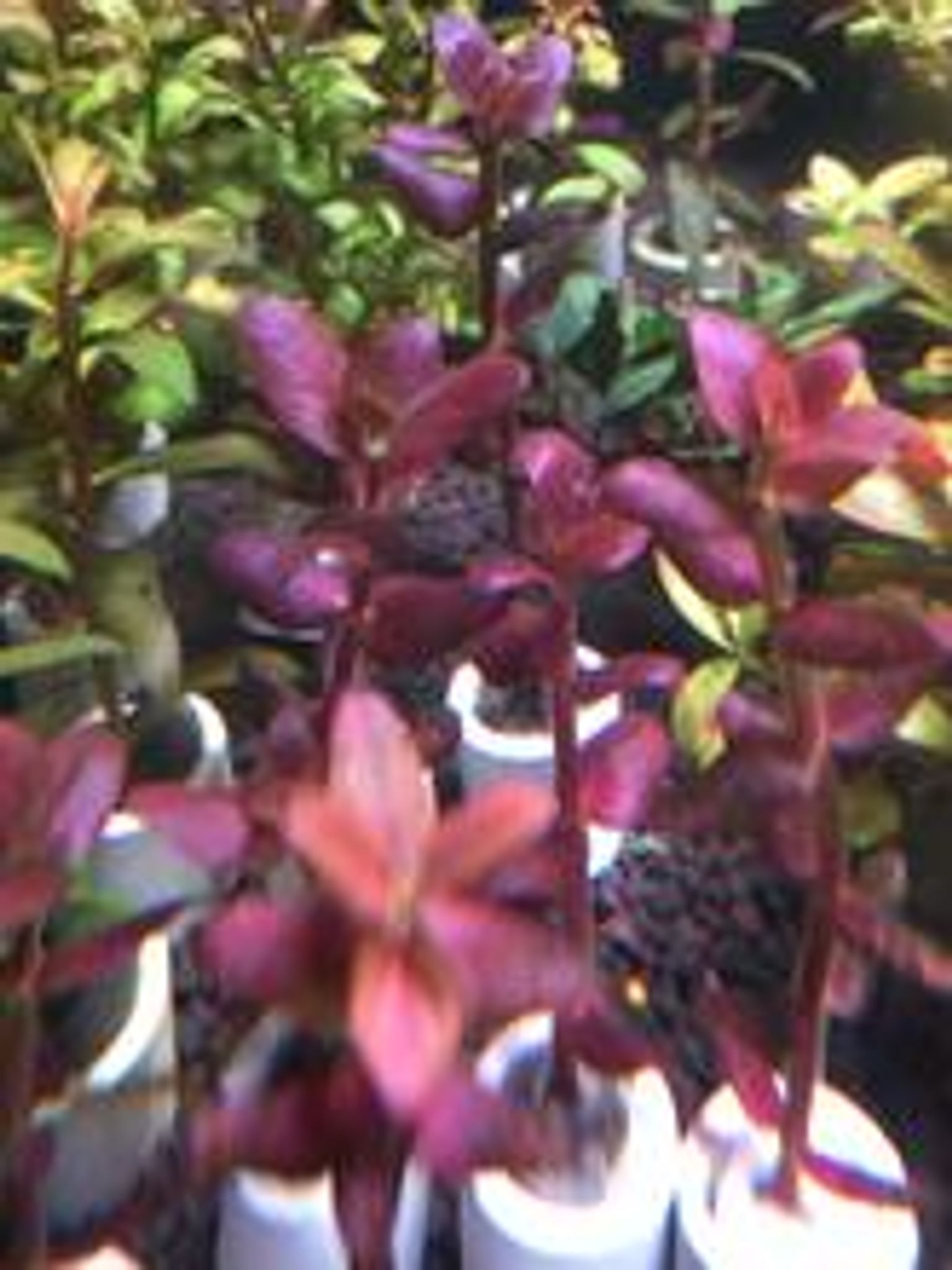 Bacopa Salzmannii