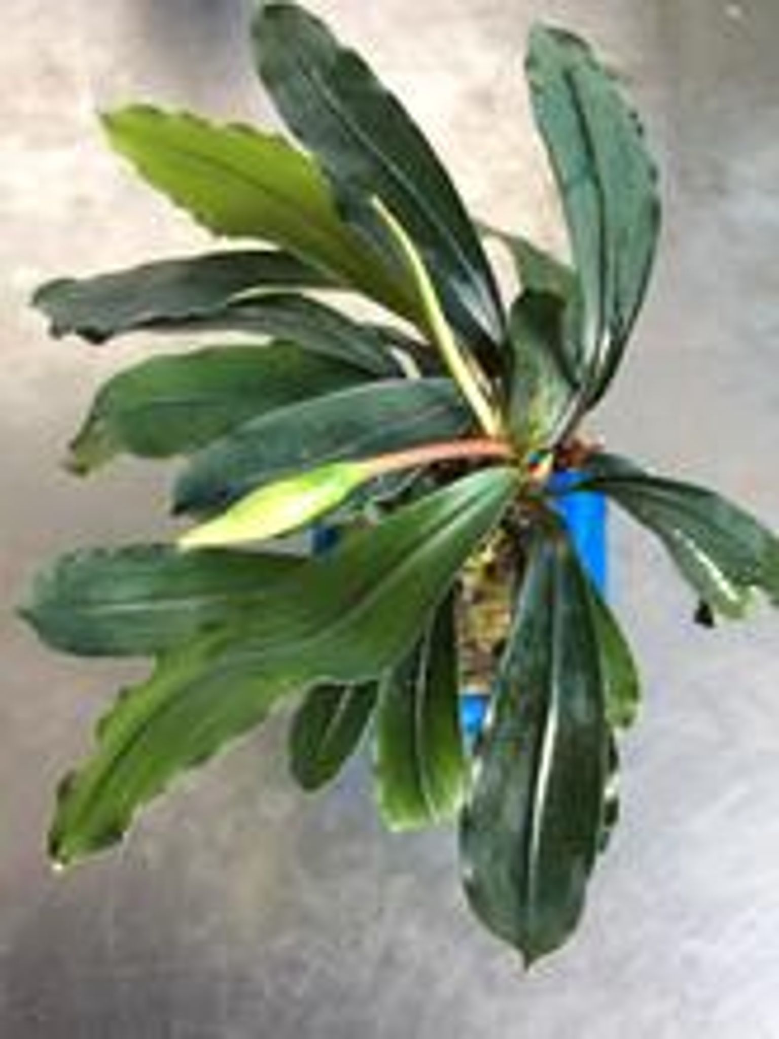 Bucephalandra Species (Wavy Green)
