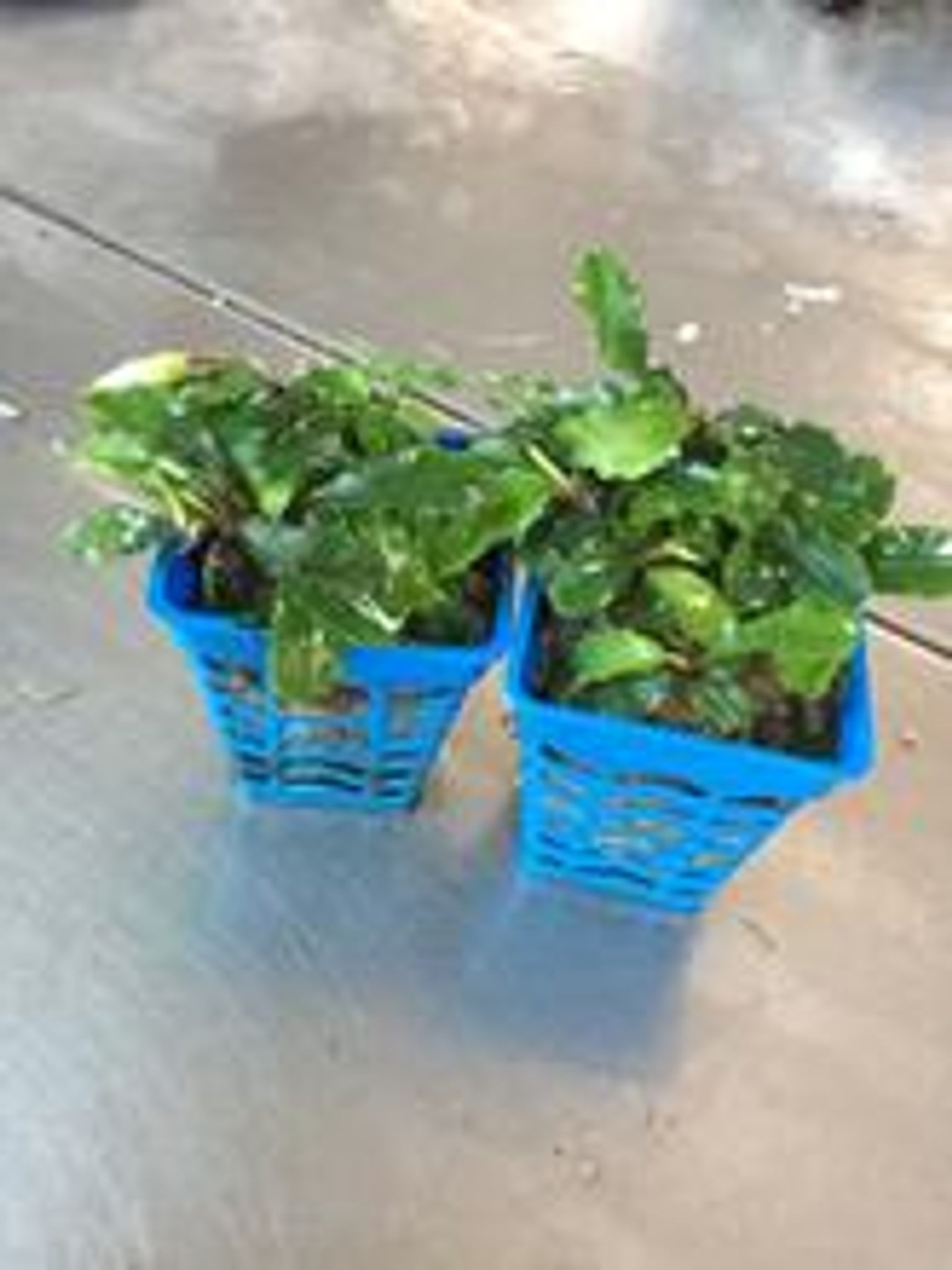 Bucephalandra Species (Wavy Green)