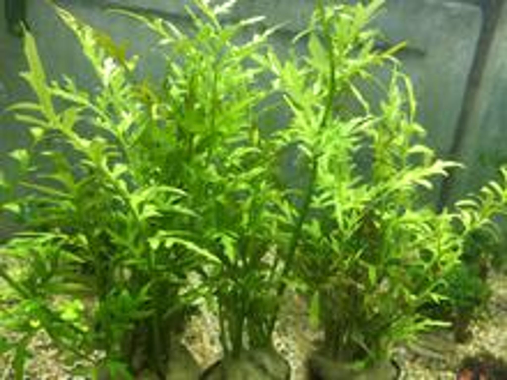Ceratopteris Thalictroides