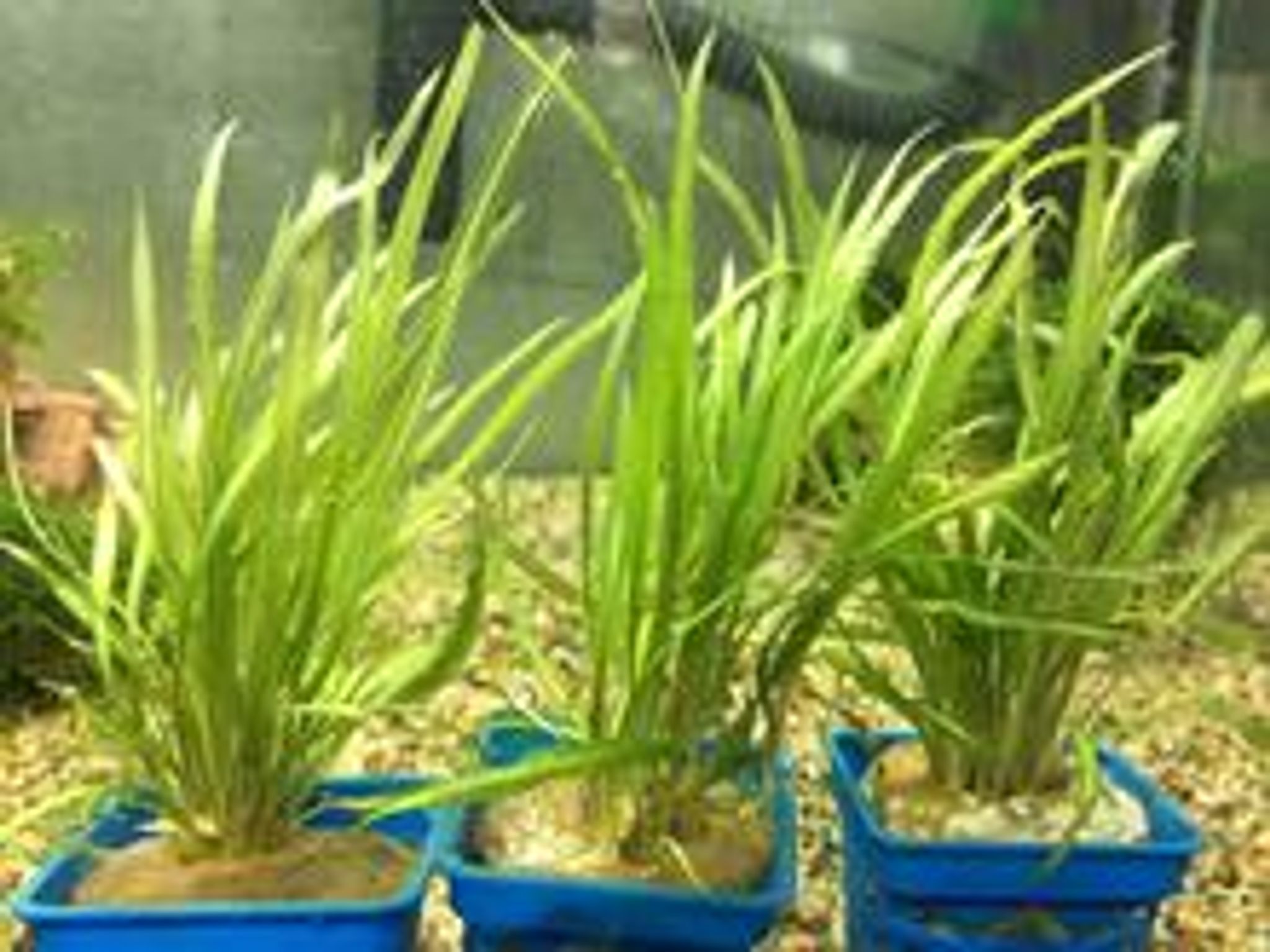 Cryptocoryne Retrospralis