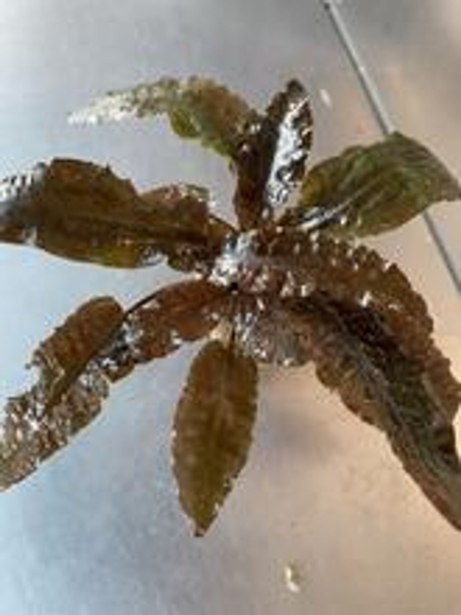 Cryptocoryne wendtii tropica