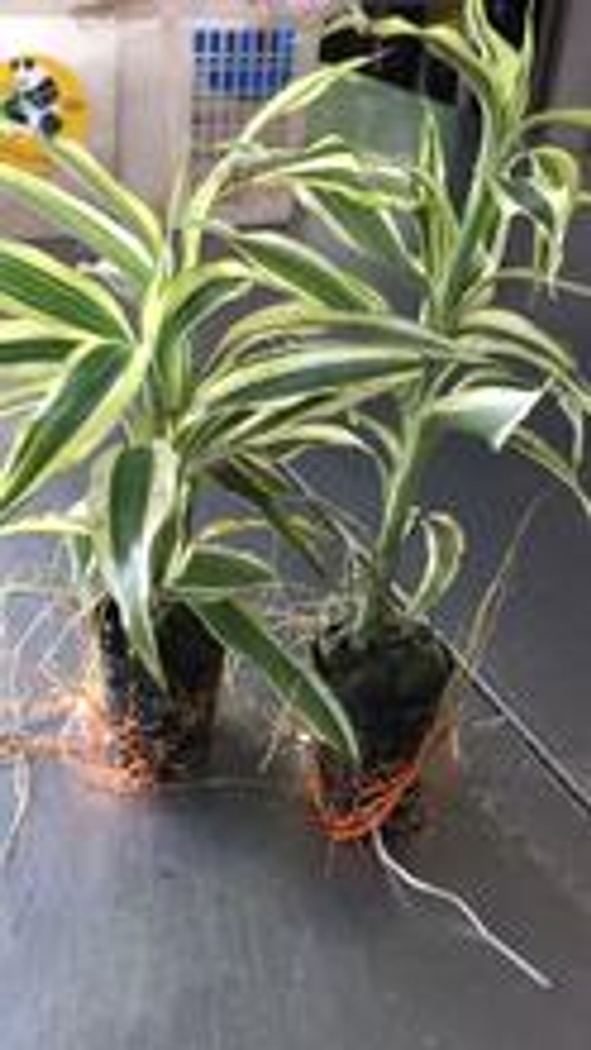 Dracaena Sanderiana