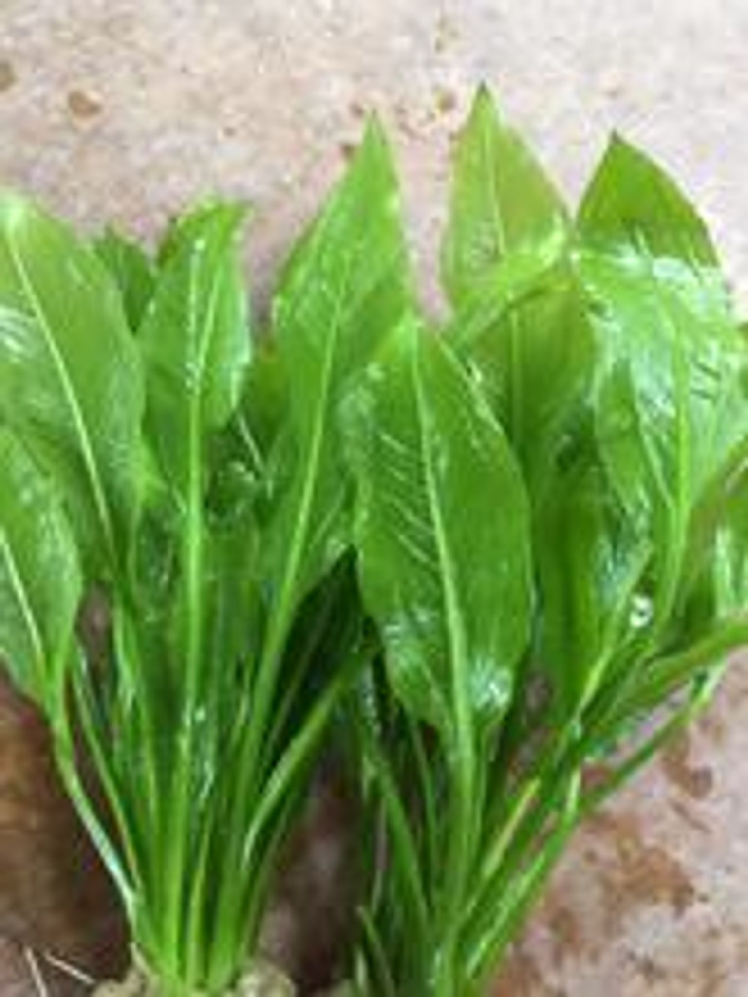 Echinodorus bleheri (Amazon Sword)