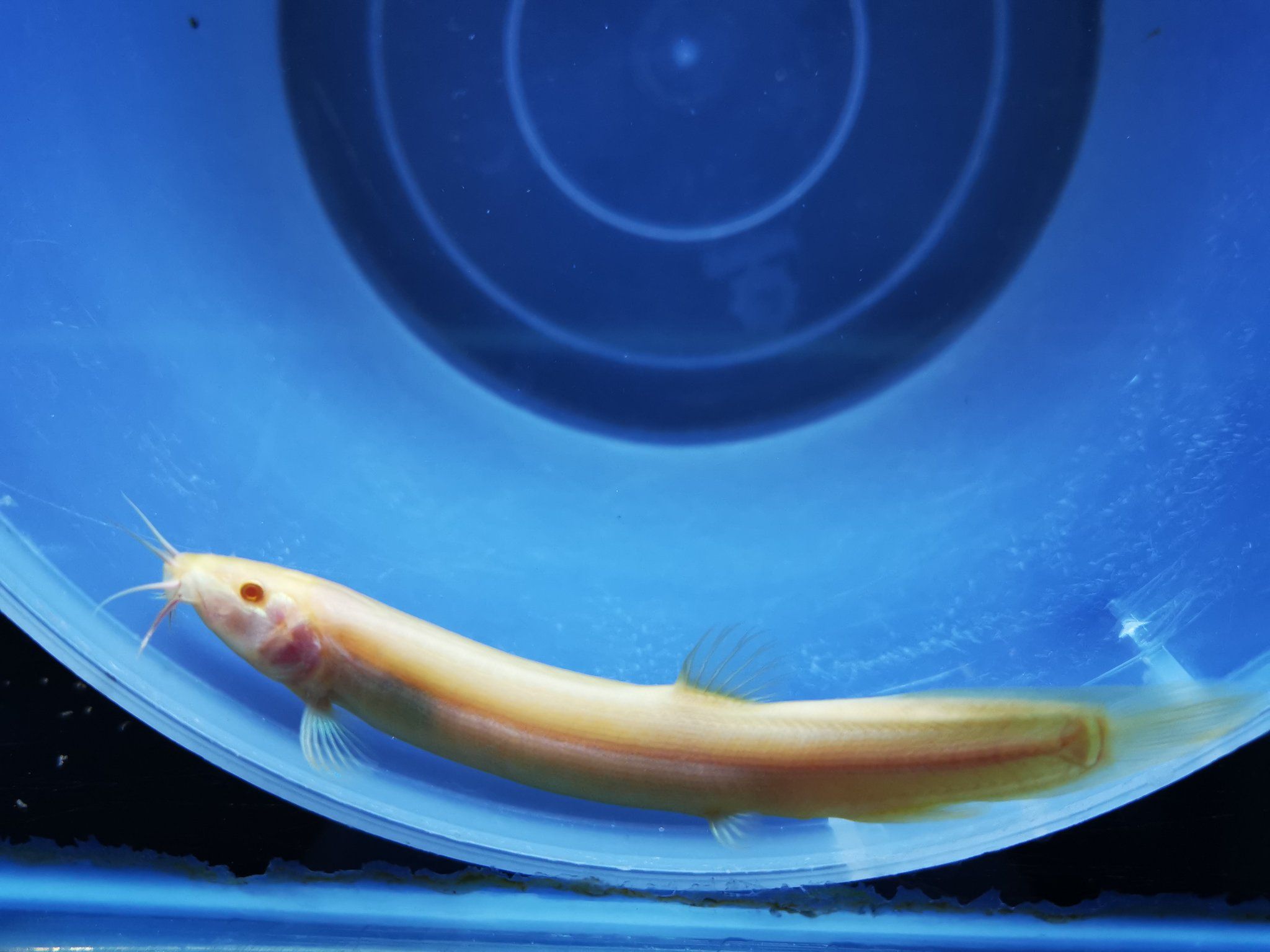 Golden weather loach 8-10cm