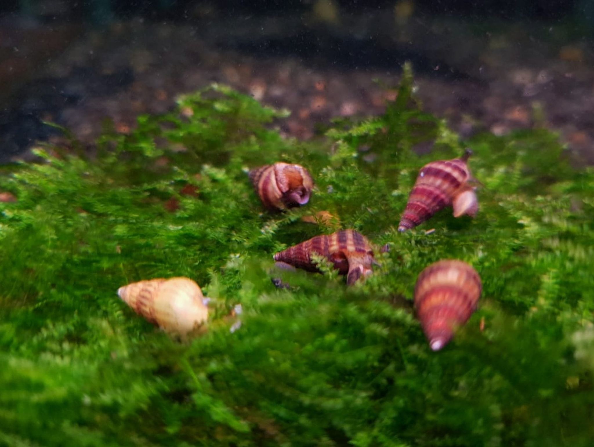 Assassin snail x 5pc