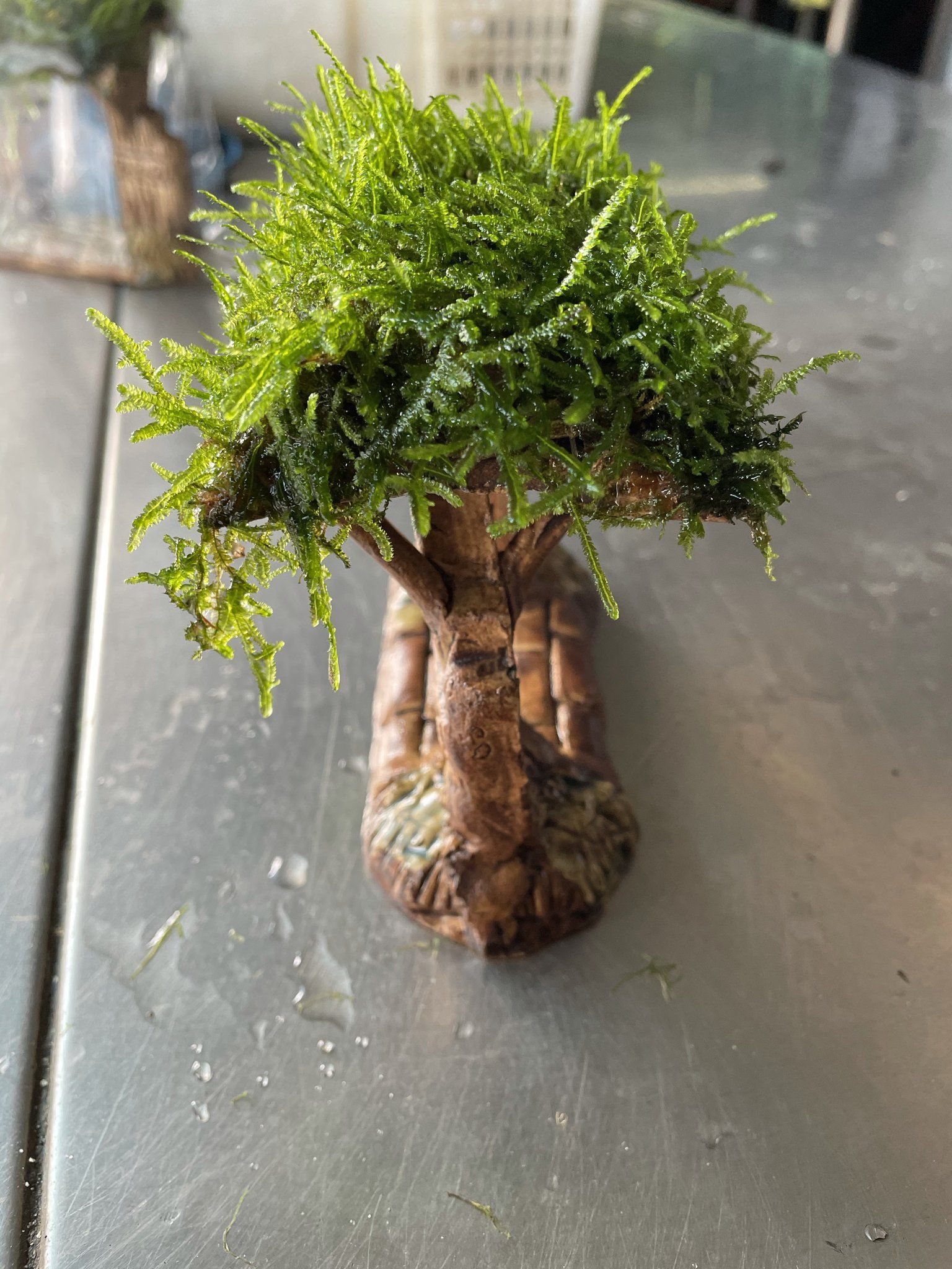 Weeping Moss (Pagoda designed)