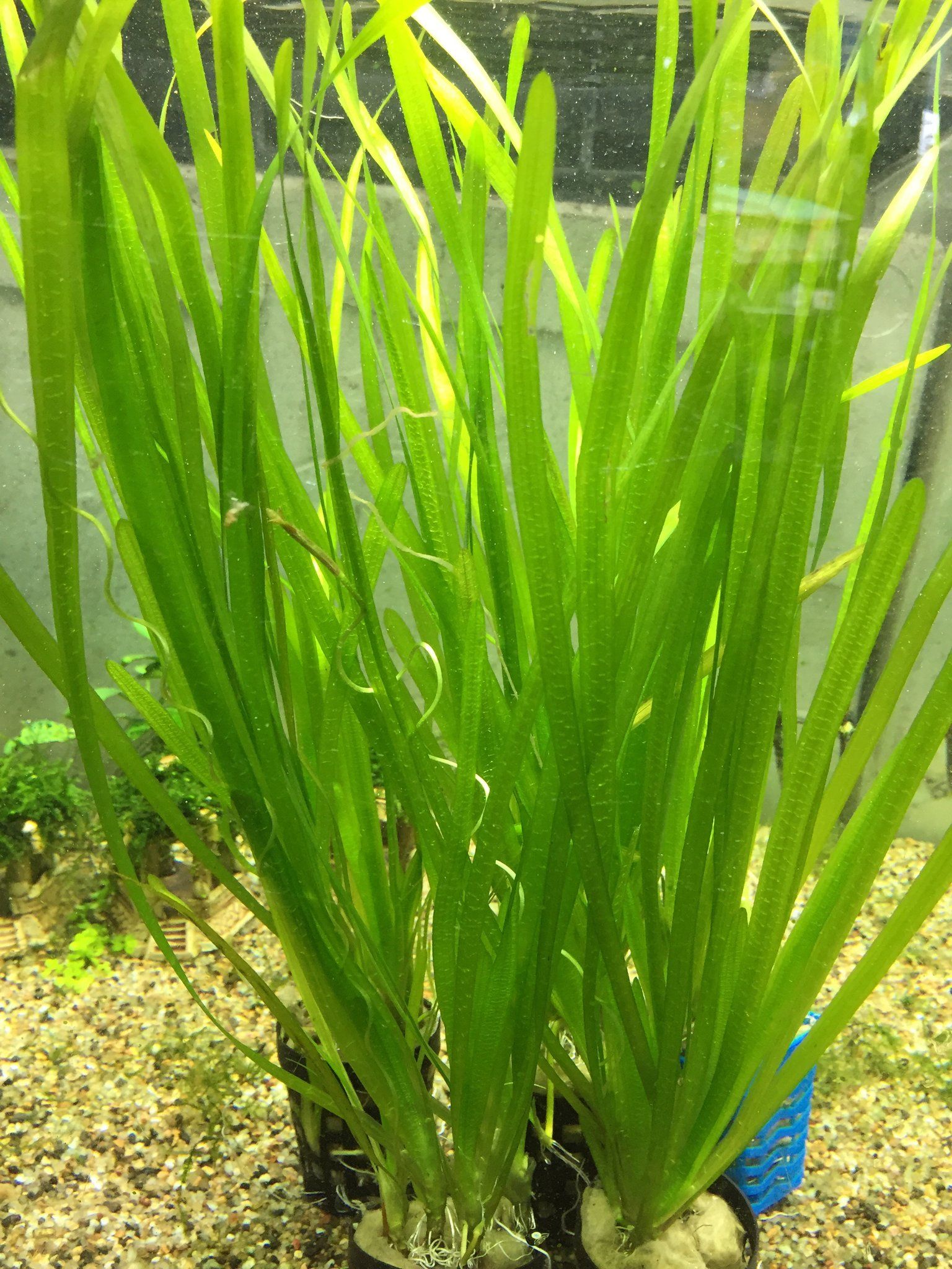 Vallisneria Spiralis
