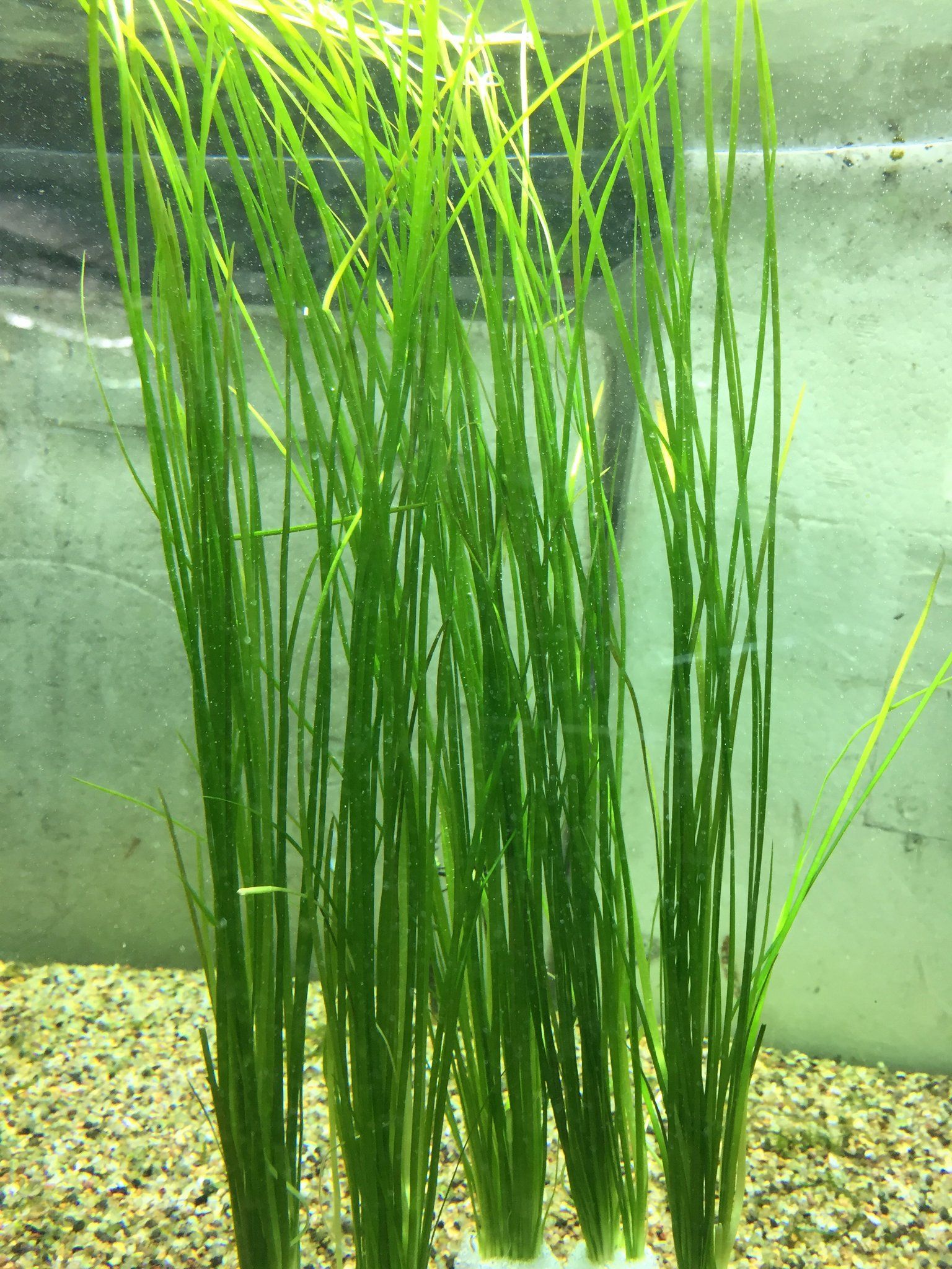 Vallisneria Nana