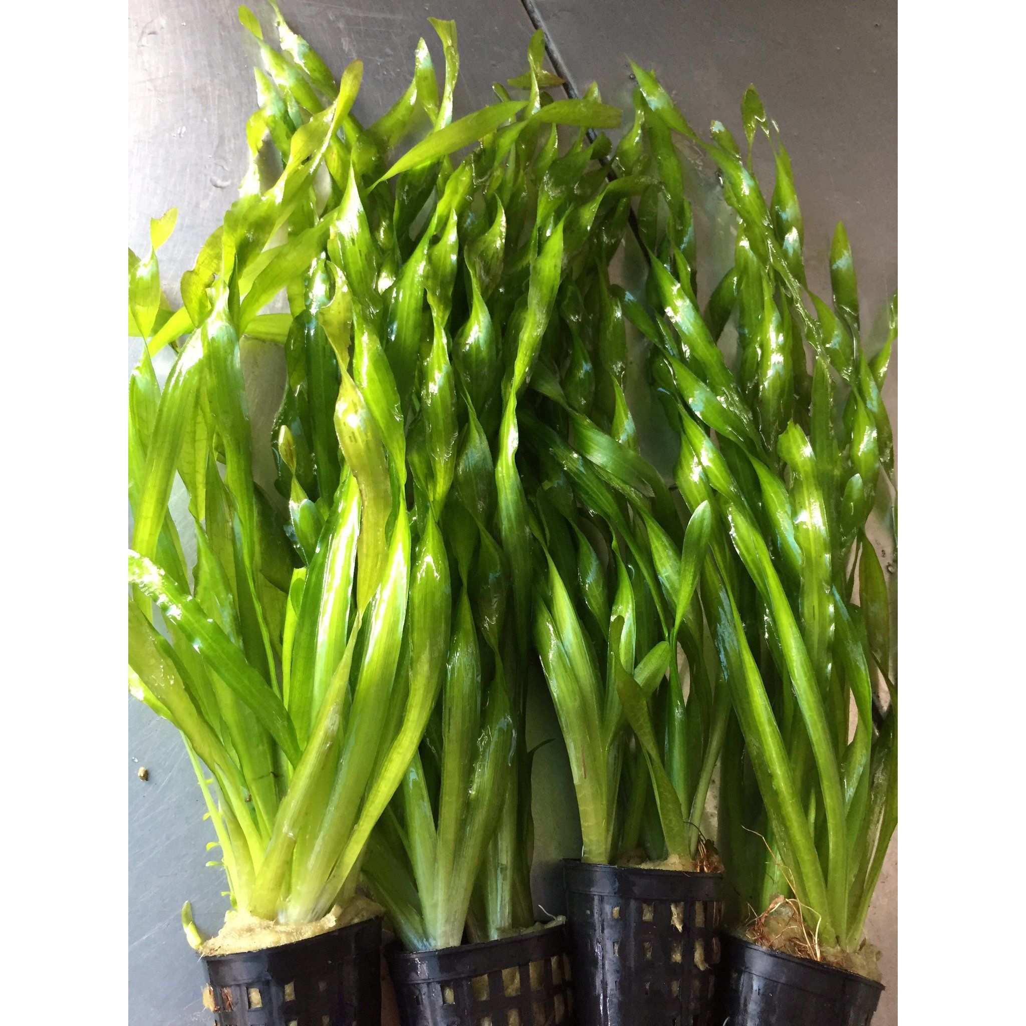 Vallisneria Americana