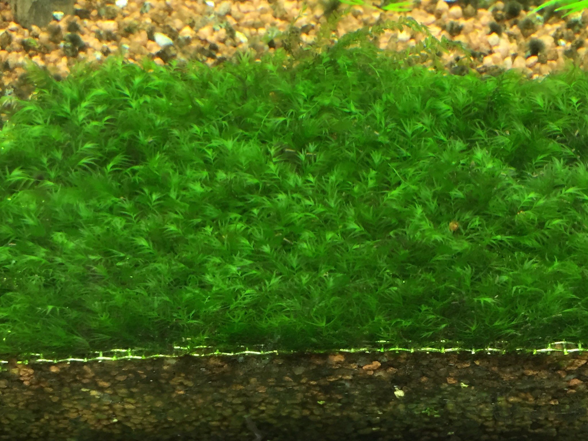 US Fissidens