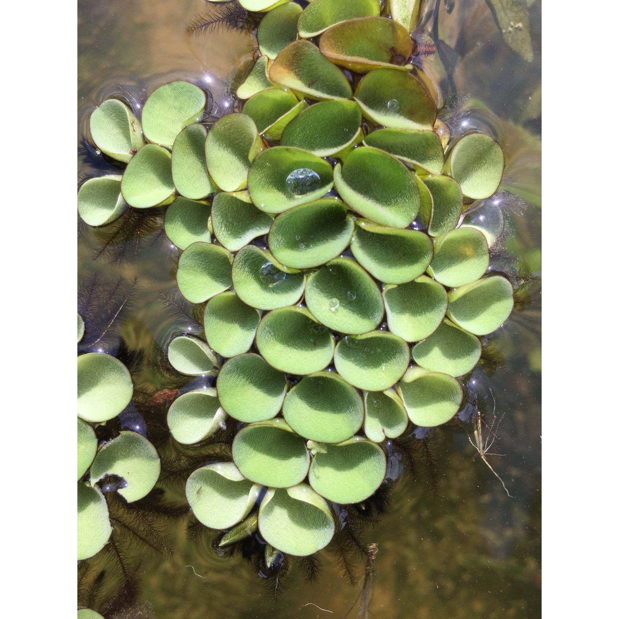 Salvinia Cucullata (Per Packet)