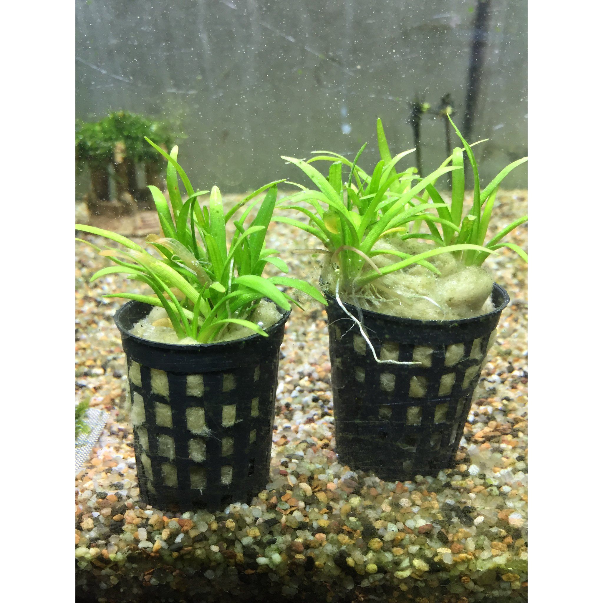 Sagittaria Sabulata (Dwarf Sag)