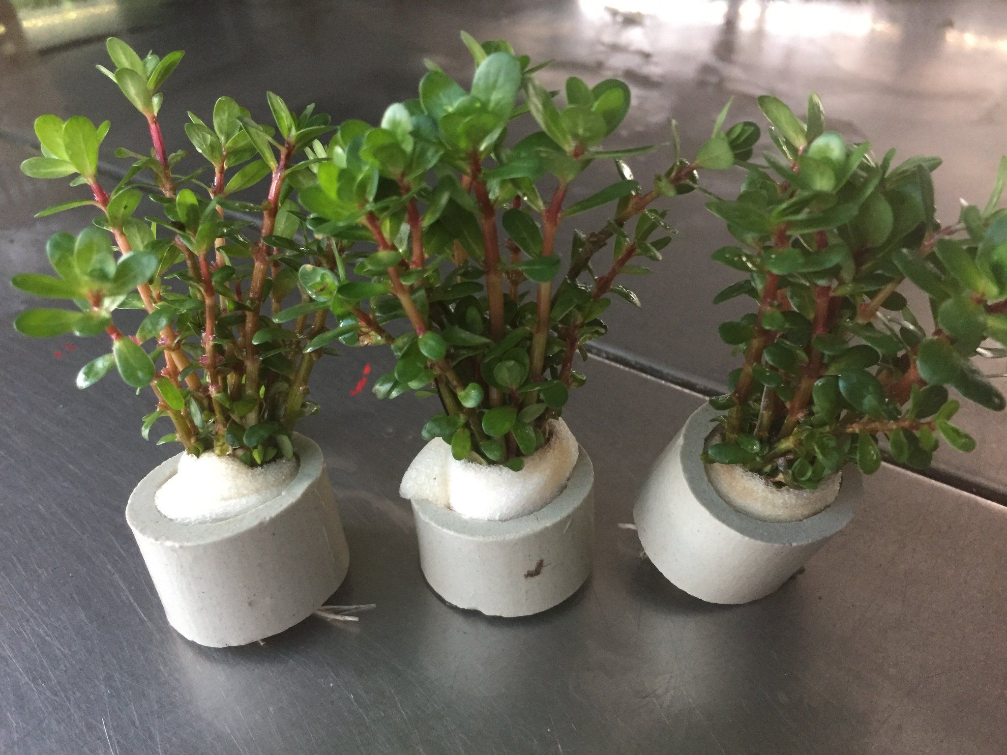 Rotala Sp. Bonsai