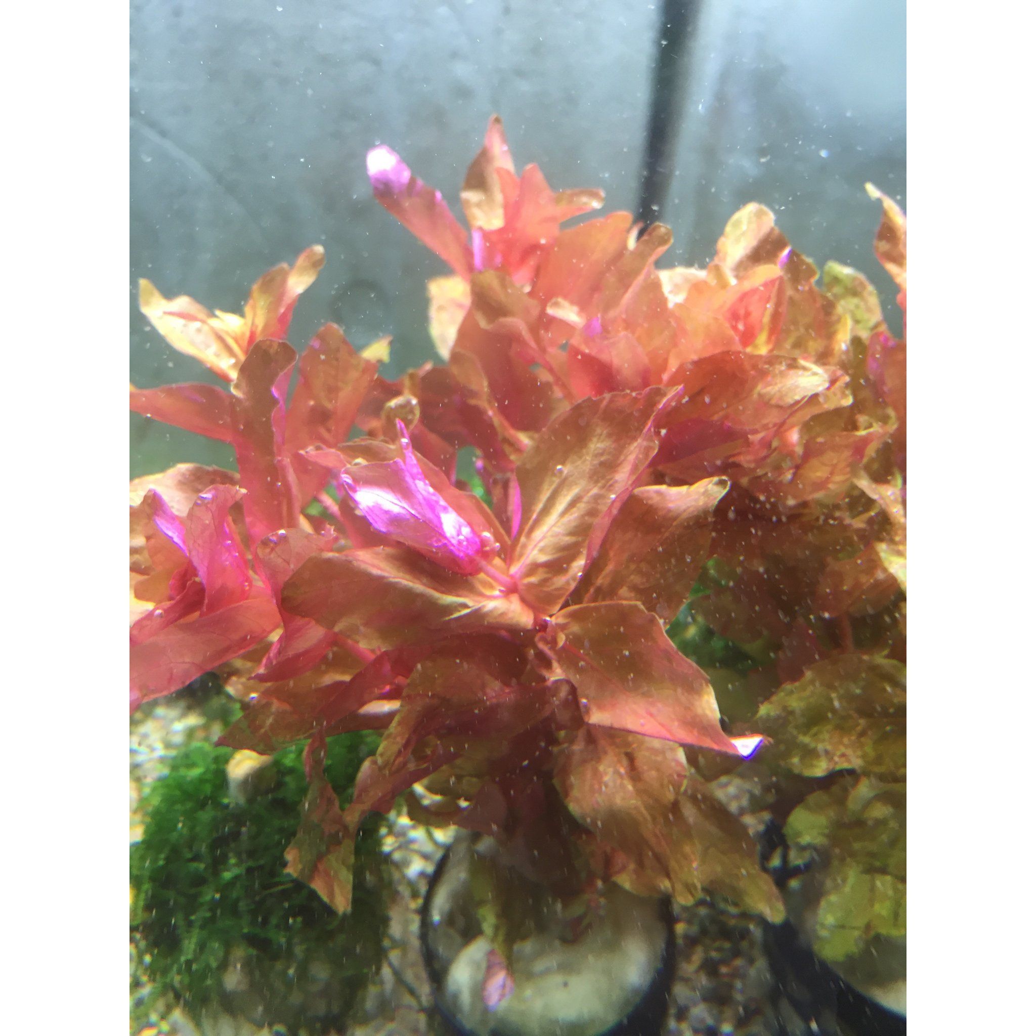 Rotala Macrandra