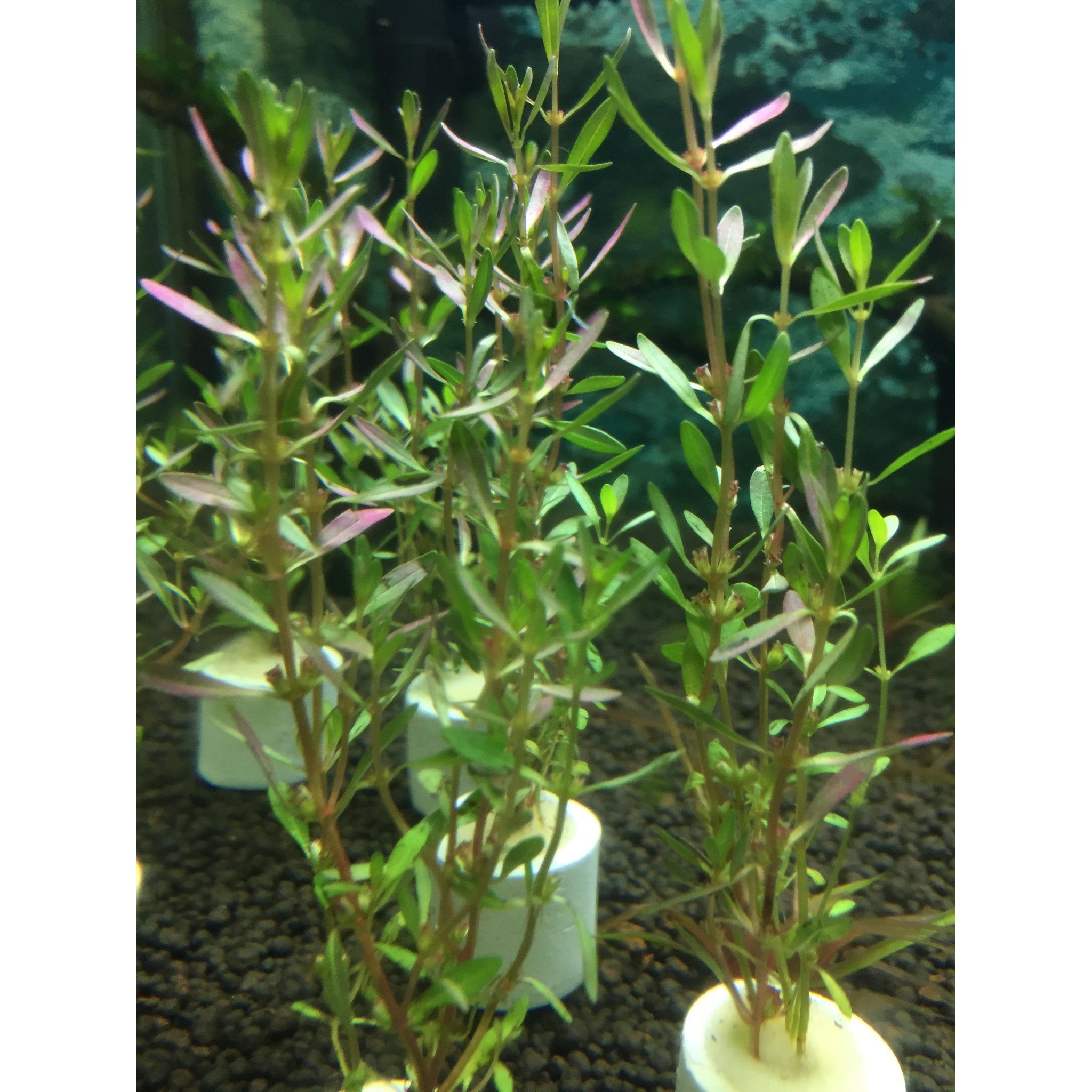 Rotala Florida