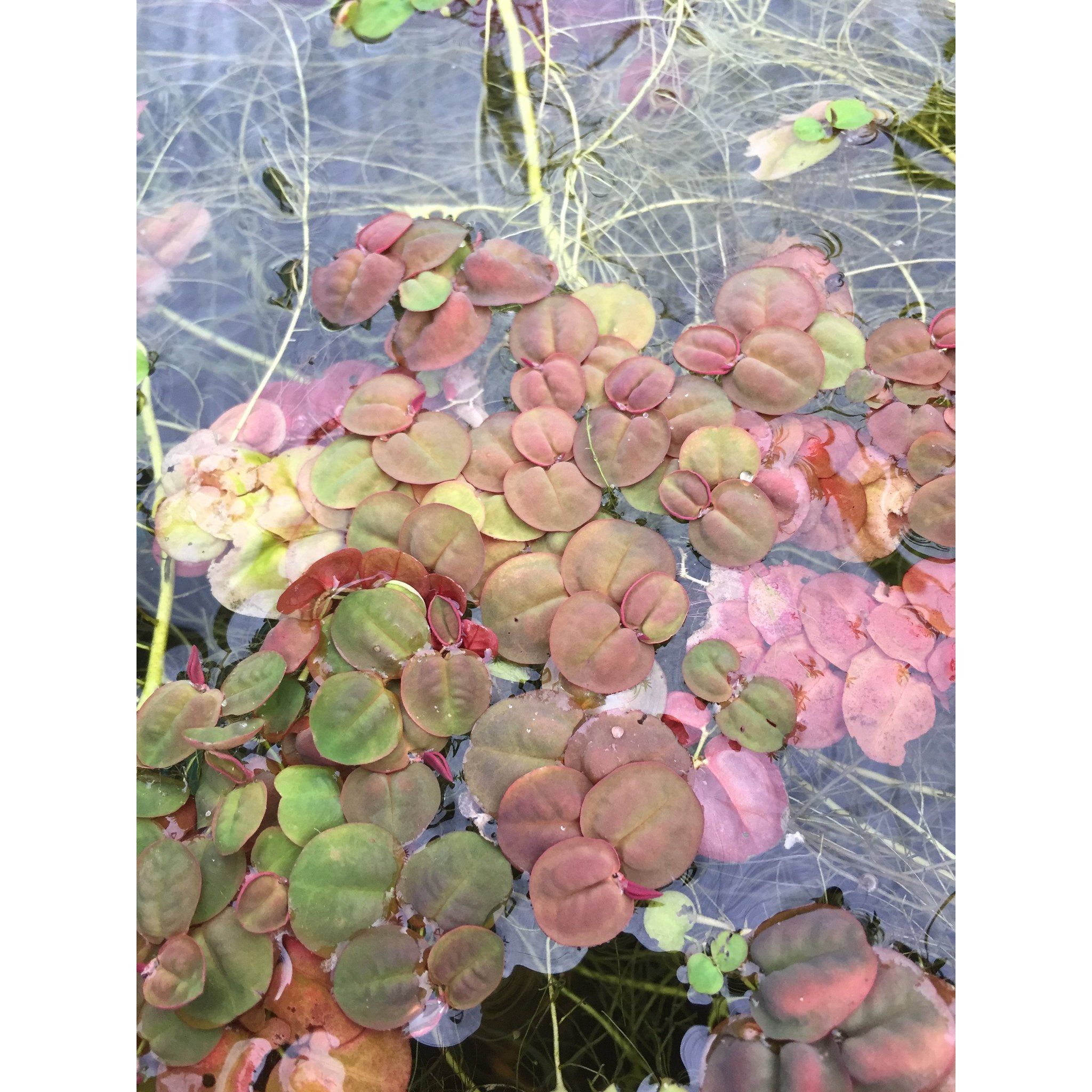 Red Root Floaters