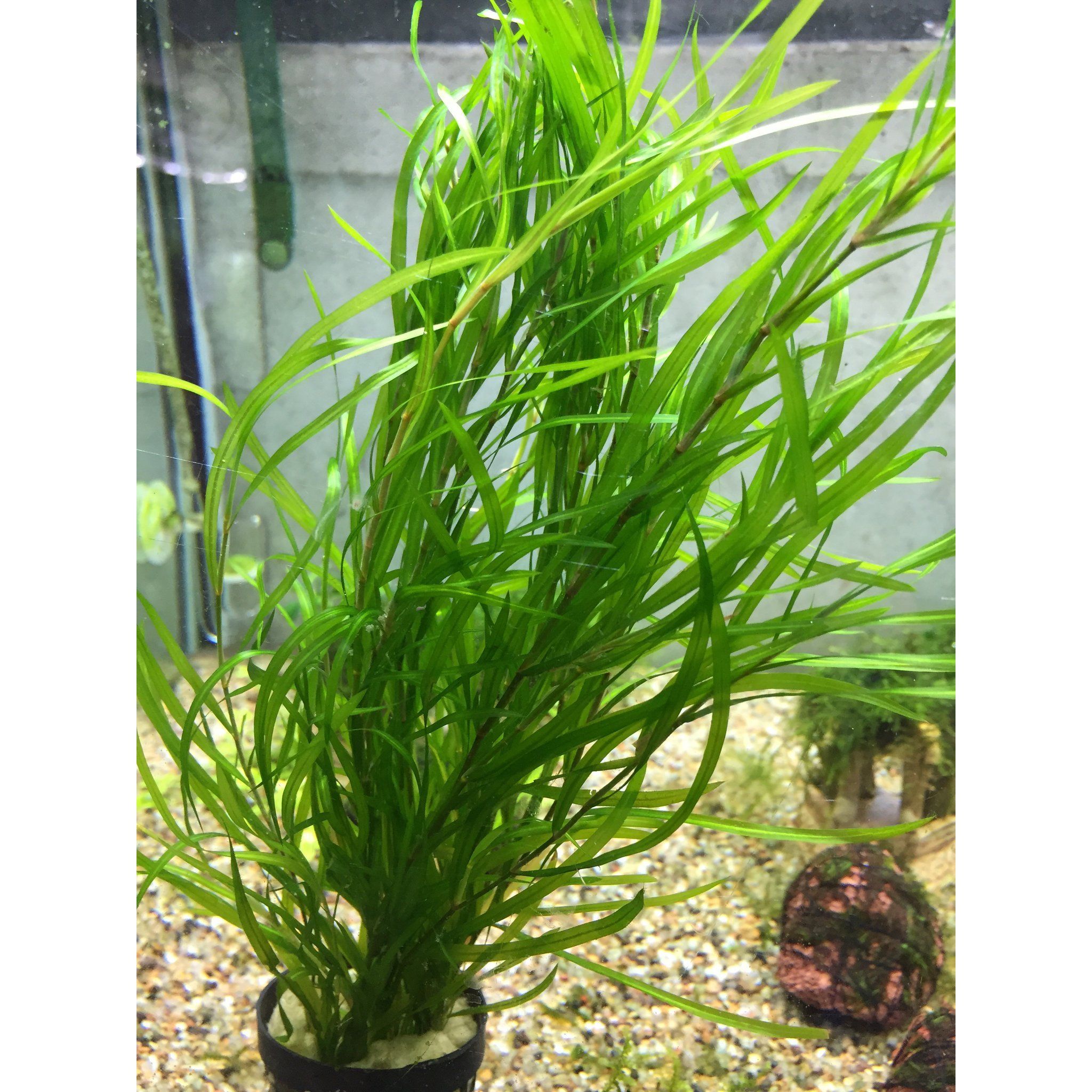 Potamogeton Gayi