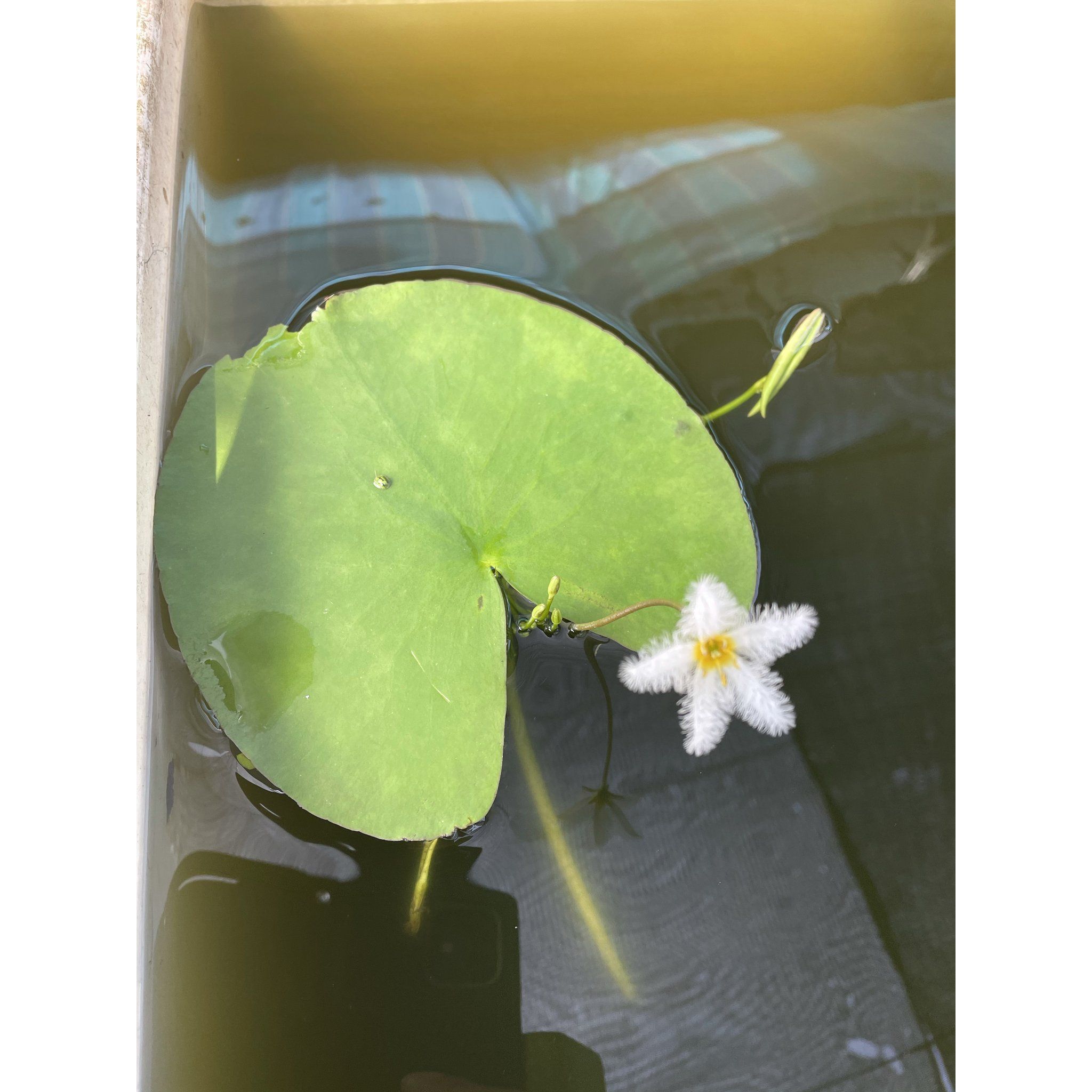 Nymphoides Indica