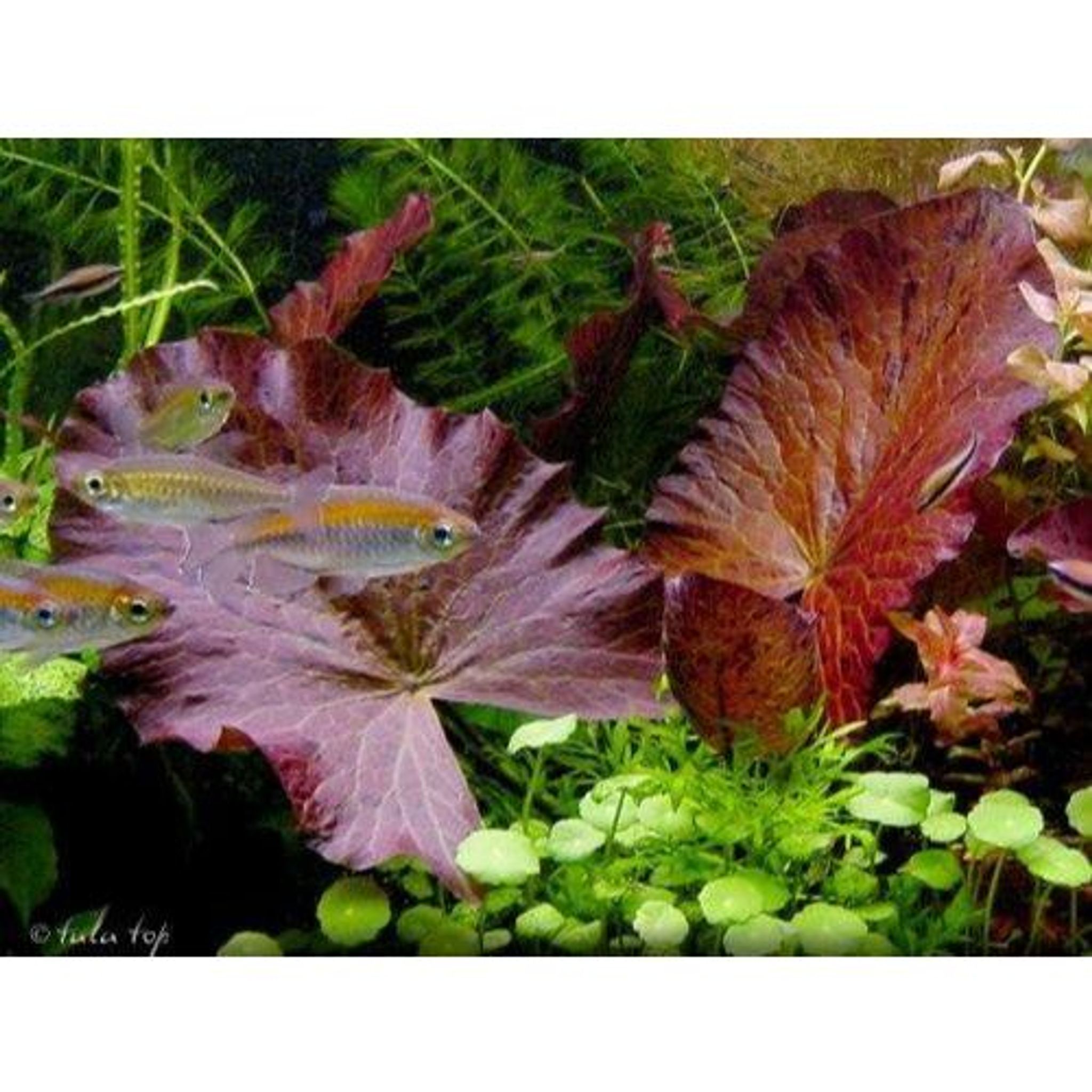 Nymphaea Lotus Red