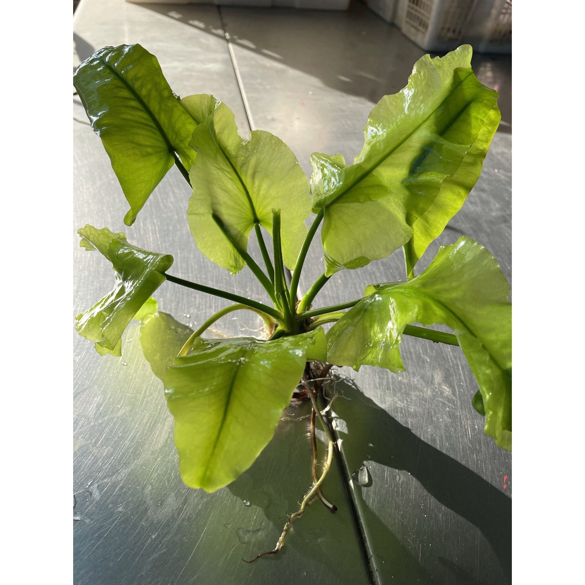 Nuphar Japonica
