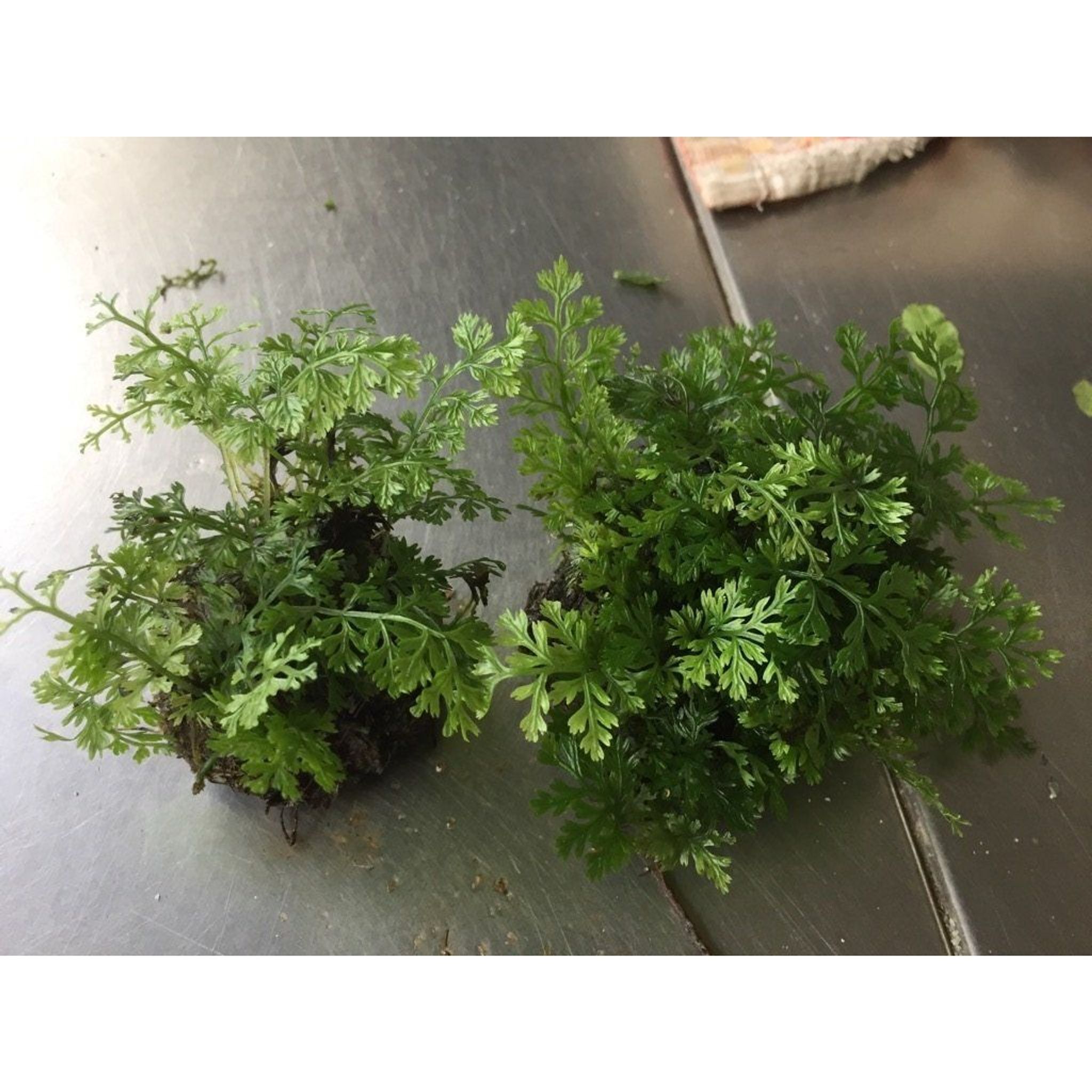 Mini Bolbitis