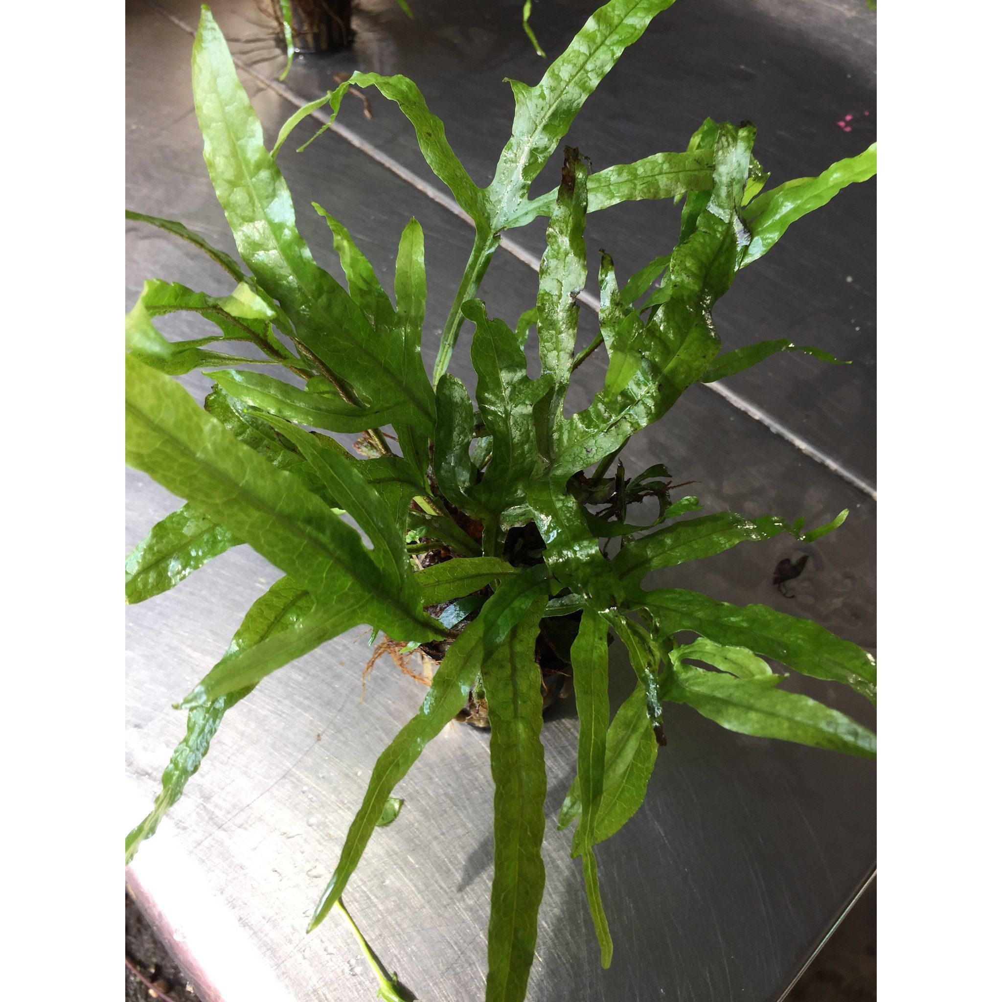 Microsorium Trident