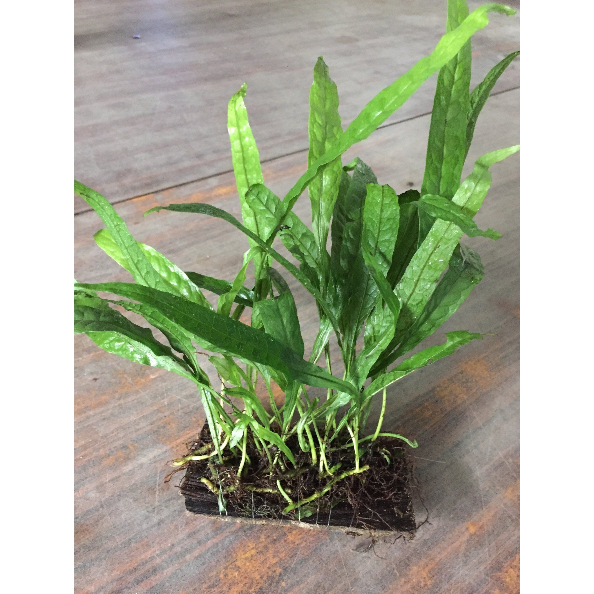 Microsorium pteropus (Java Fern)