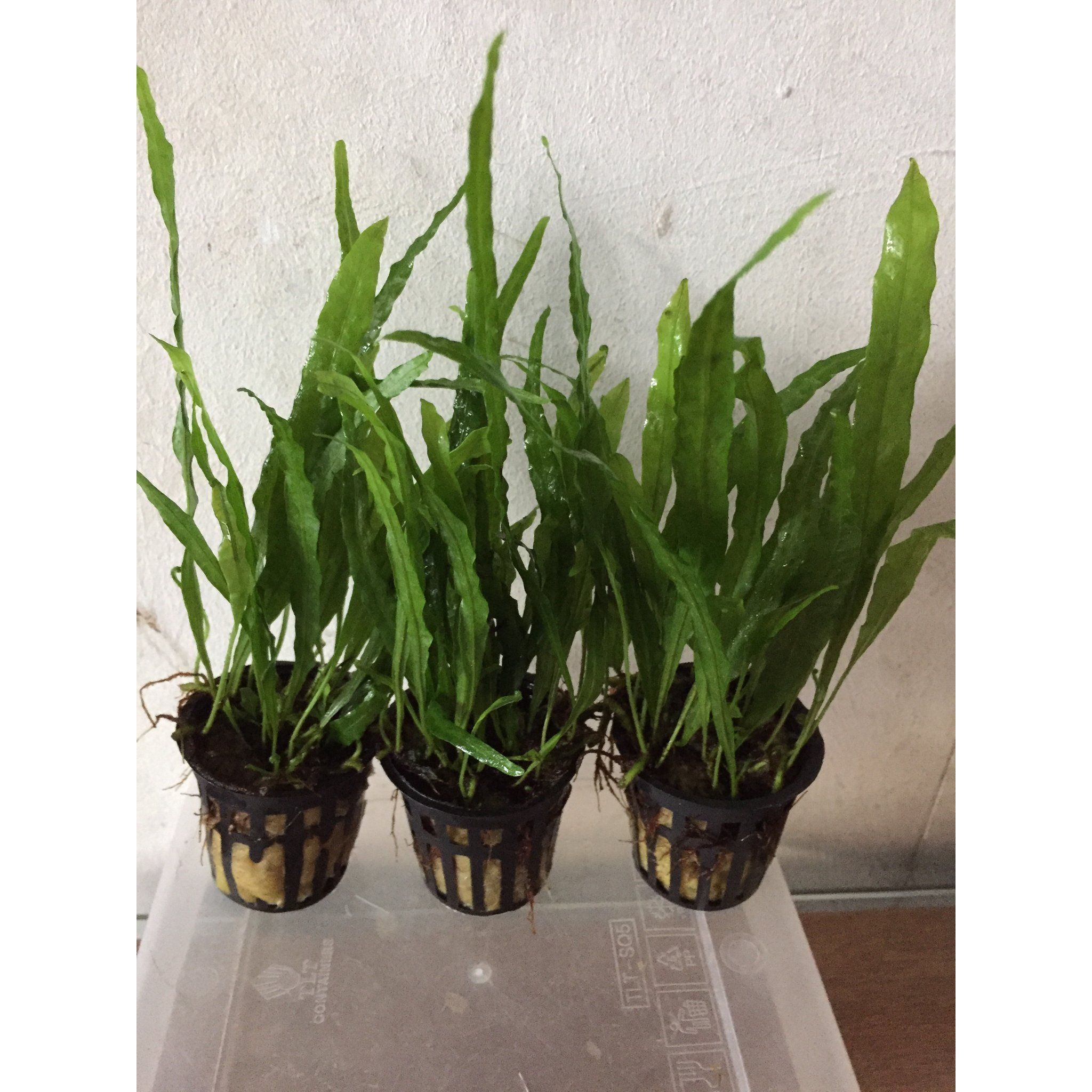 Microsorium Narrow Leaf