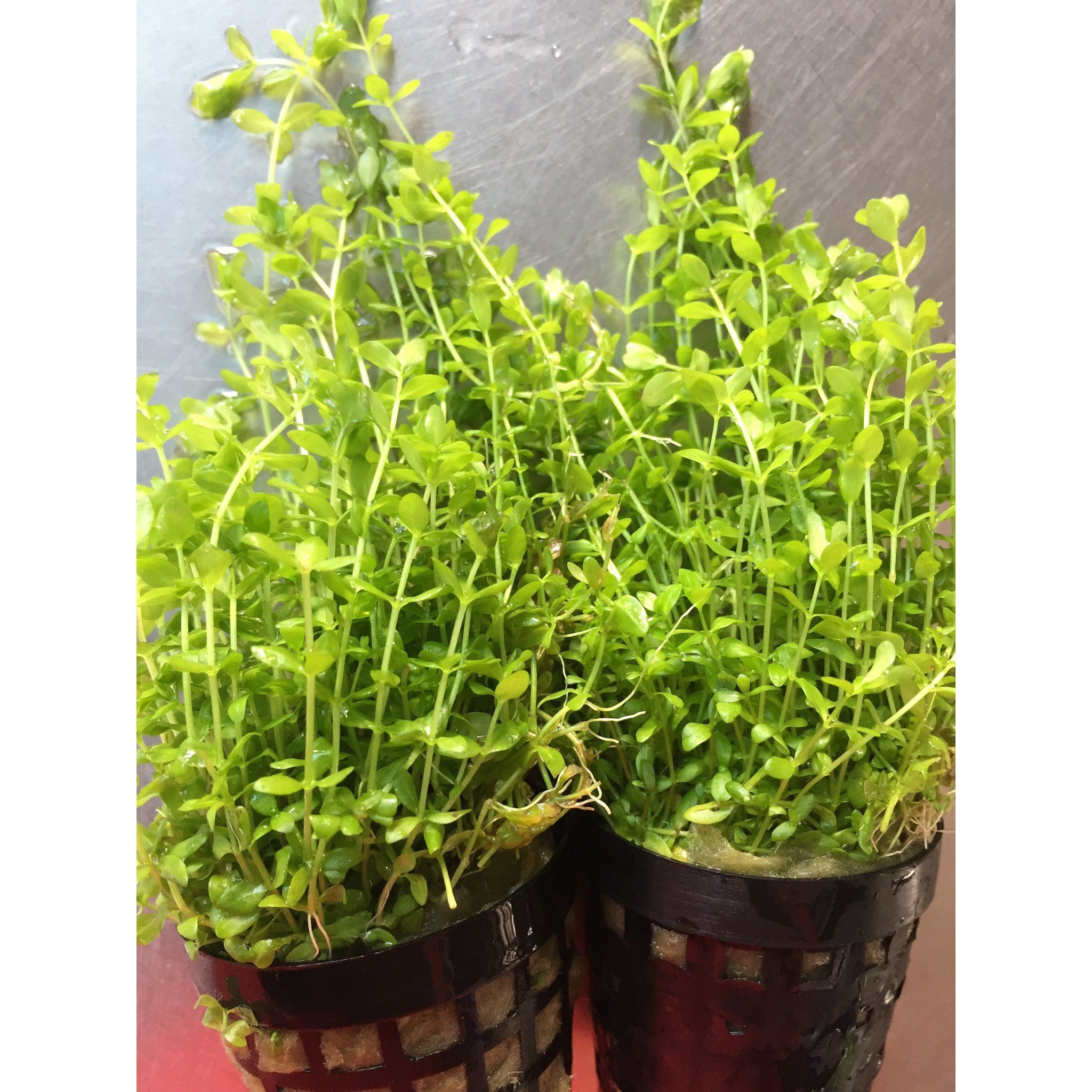 Micranthemum Micranthemoides (Pearl Weed)