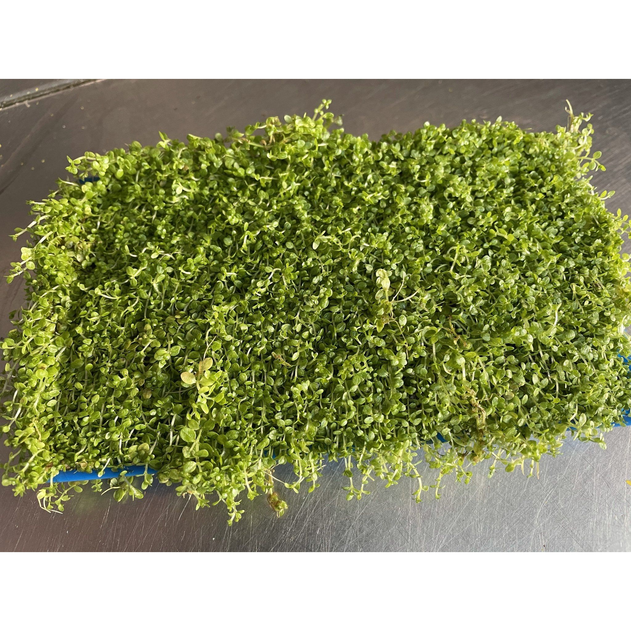 Micranthemum Monte Carlo (In a plate)