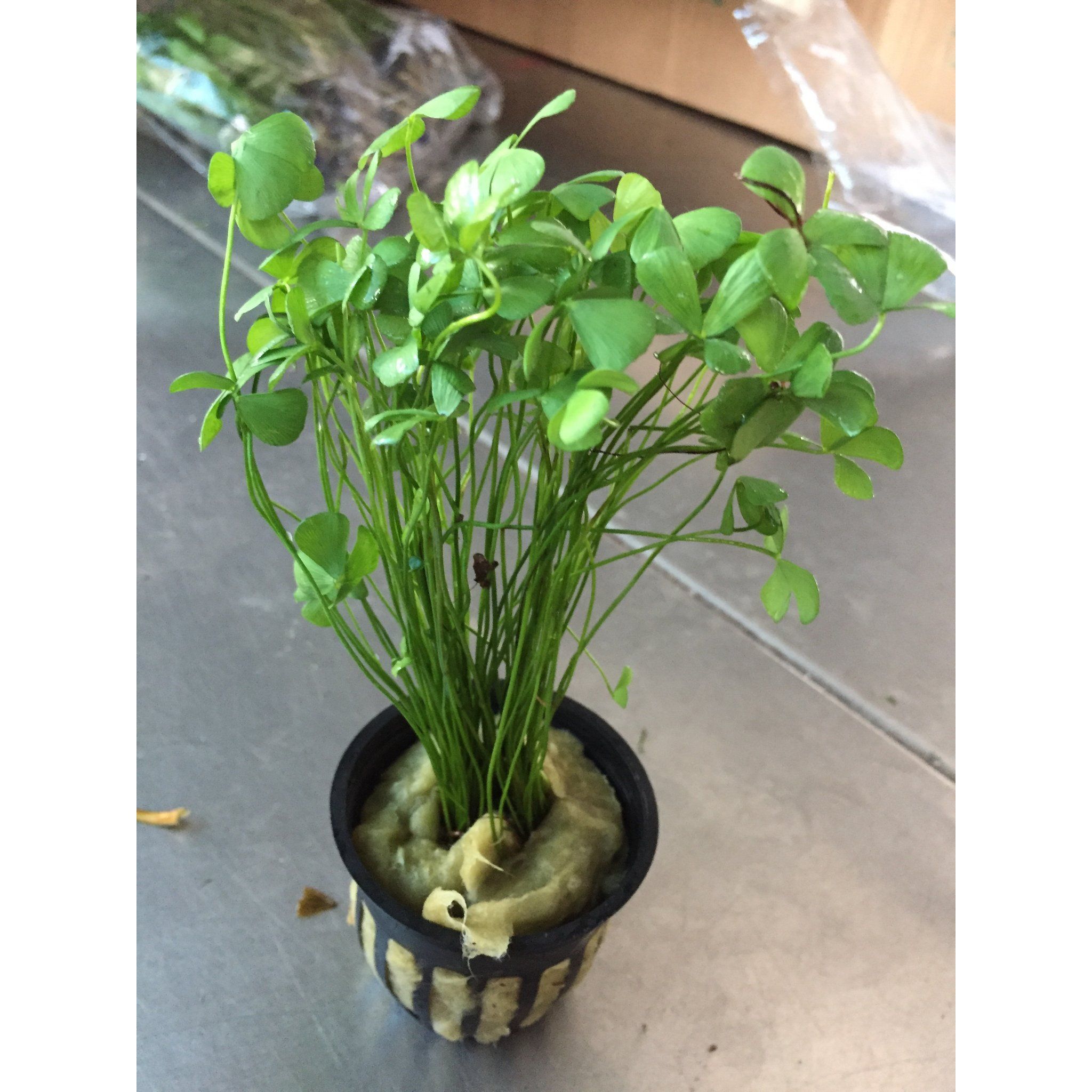 Marsilea Crenata