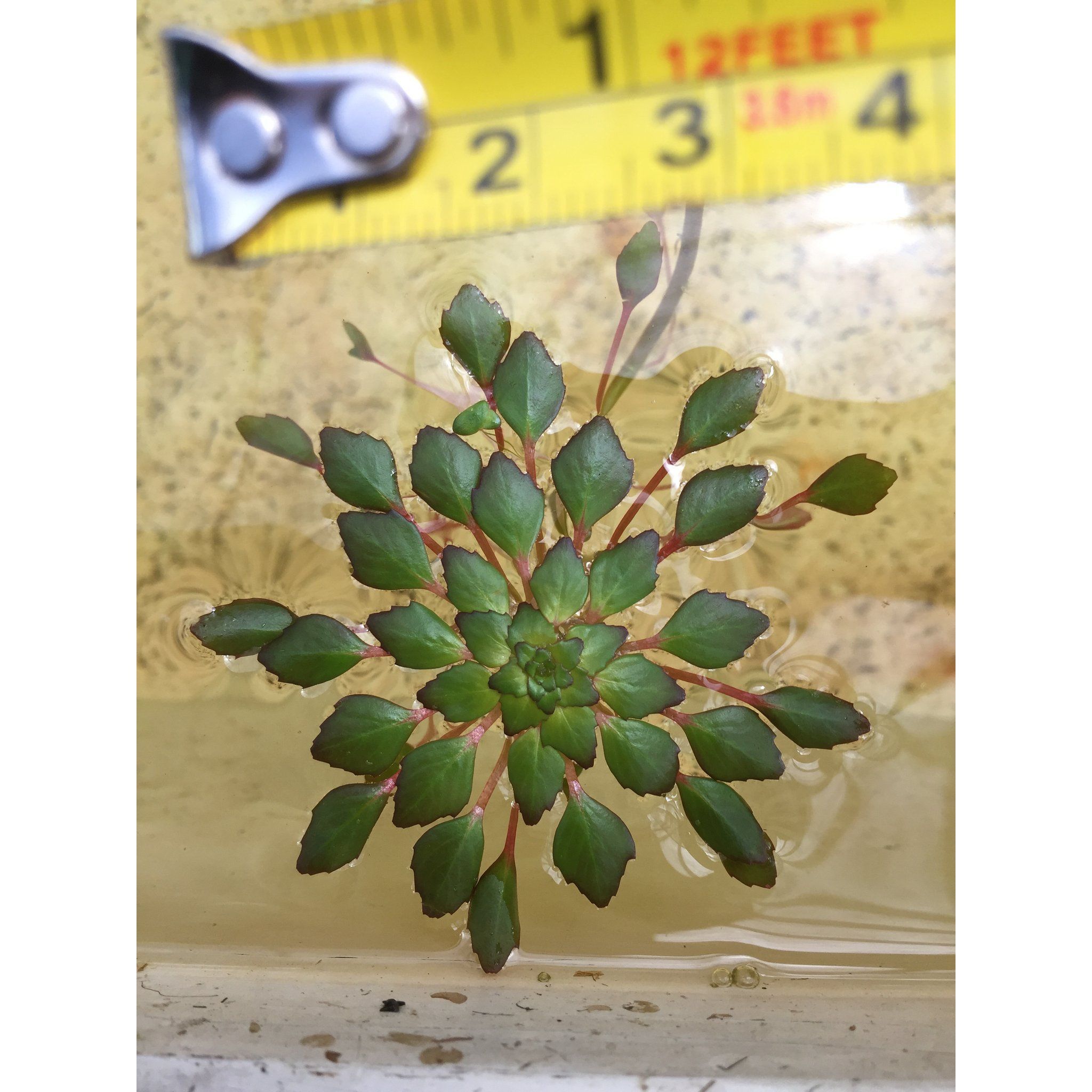 Ludwigia Sedioides