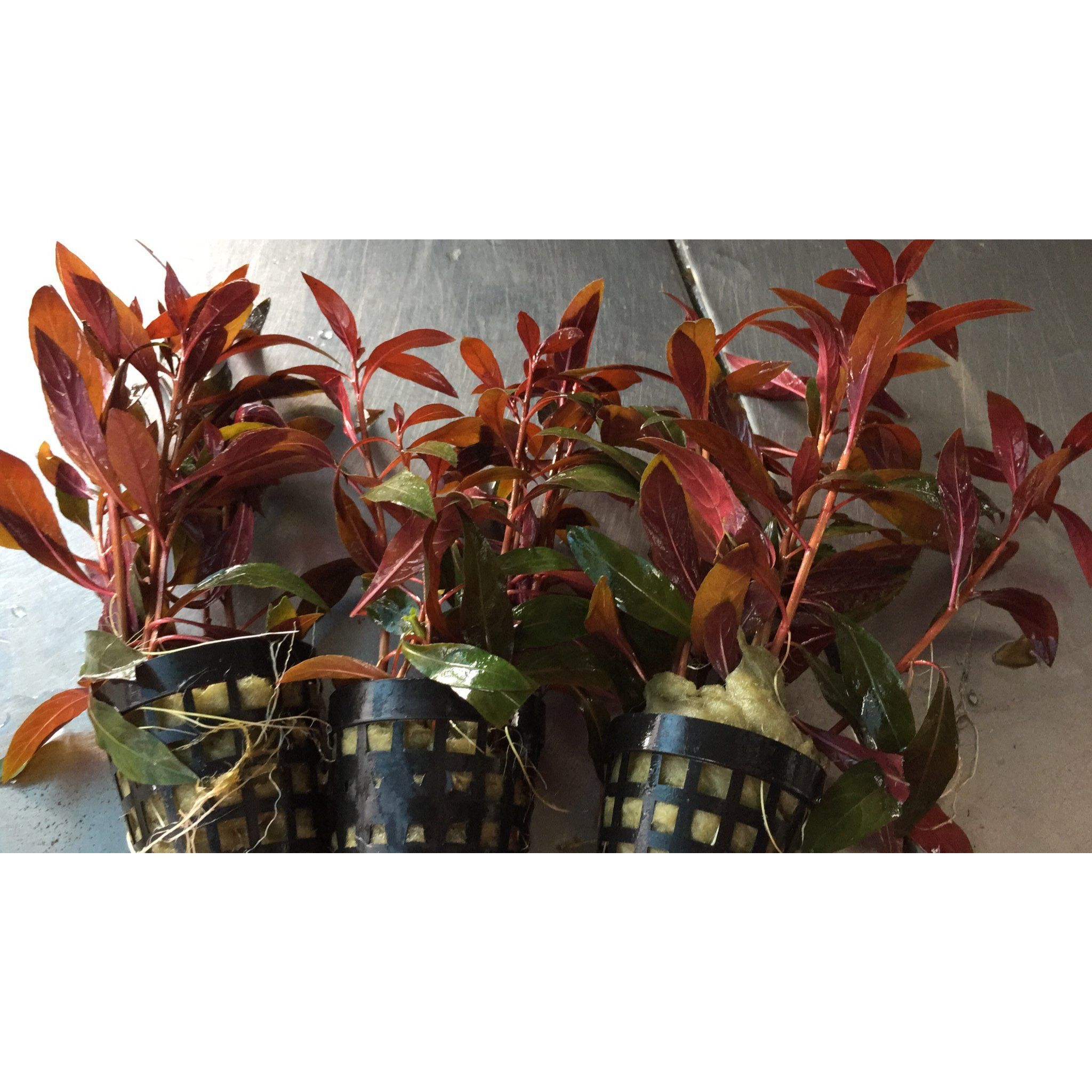 Ludwigia Glandulosa