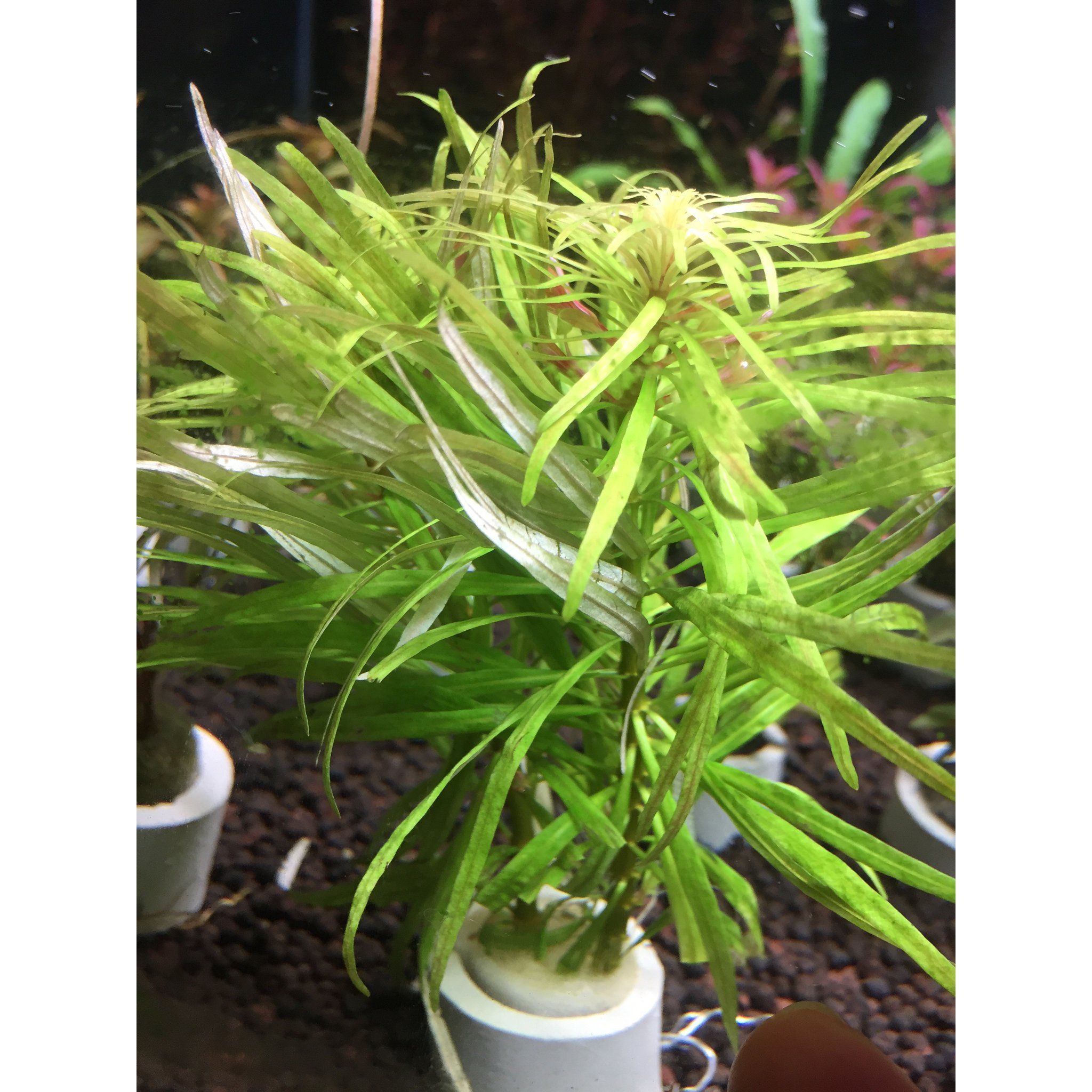 Ludwigia Cuba