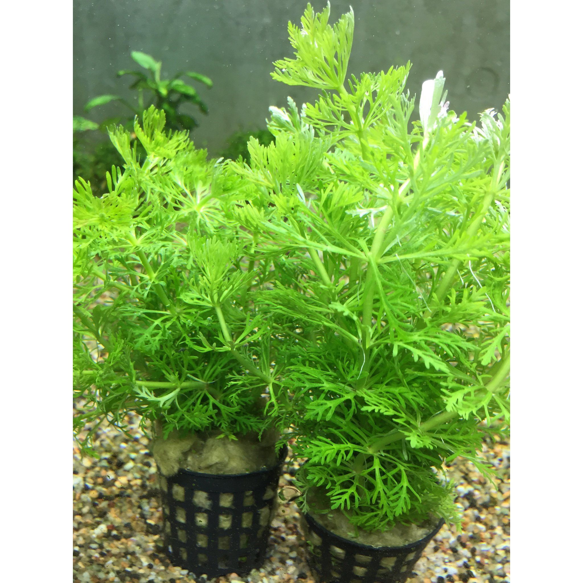 Limnophila Sessiliflora