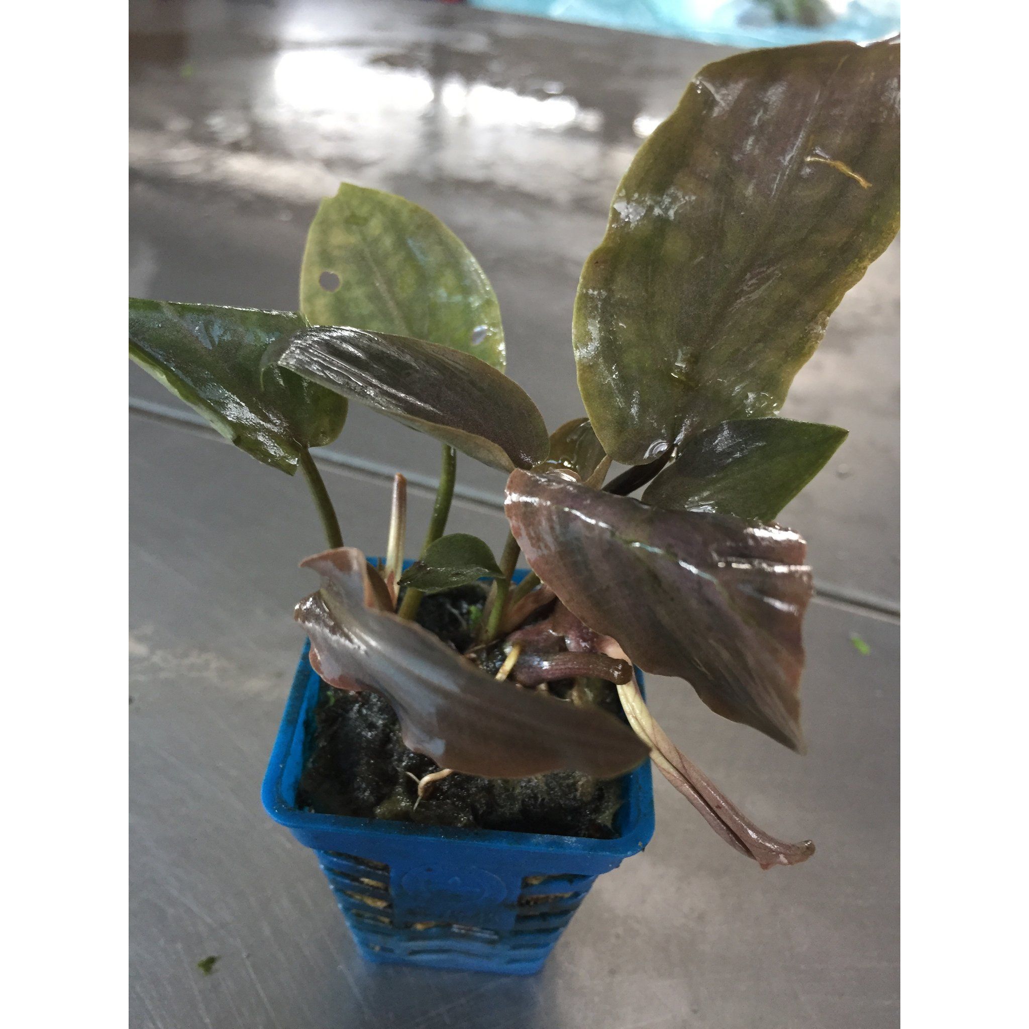 Lagenandra Meeboldii Red