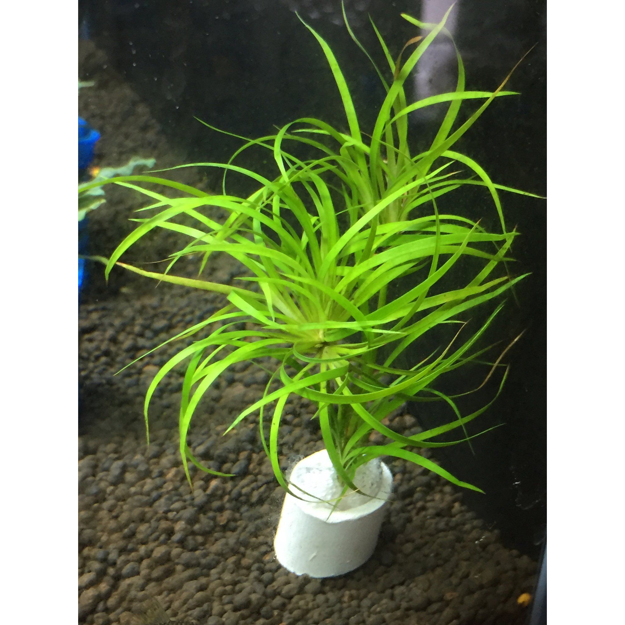 Juncus Repens