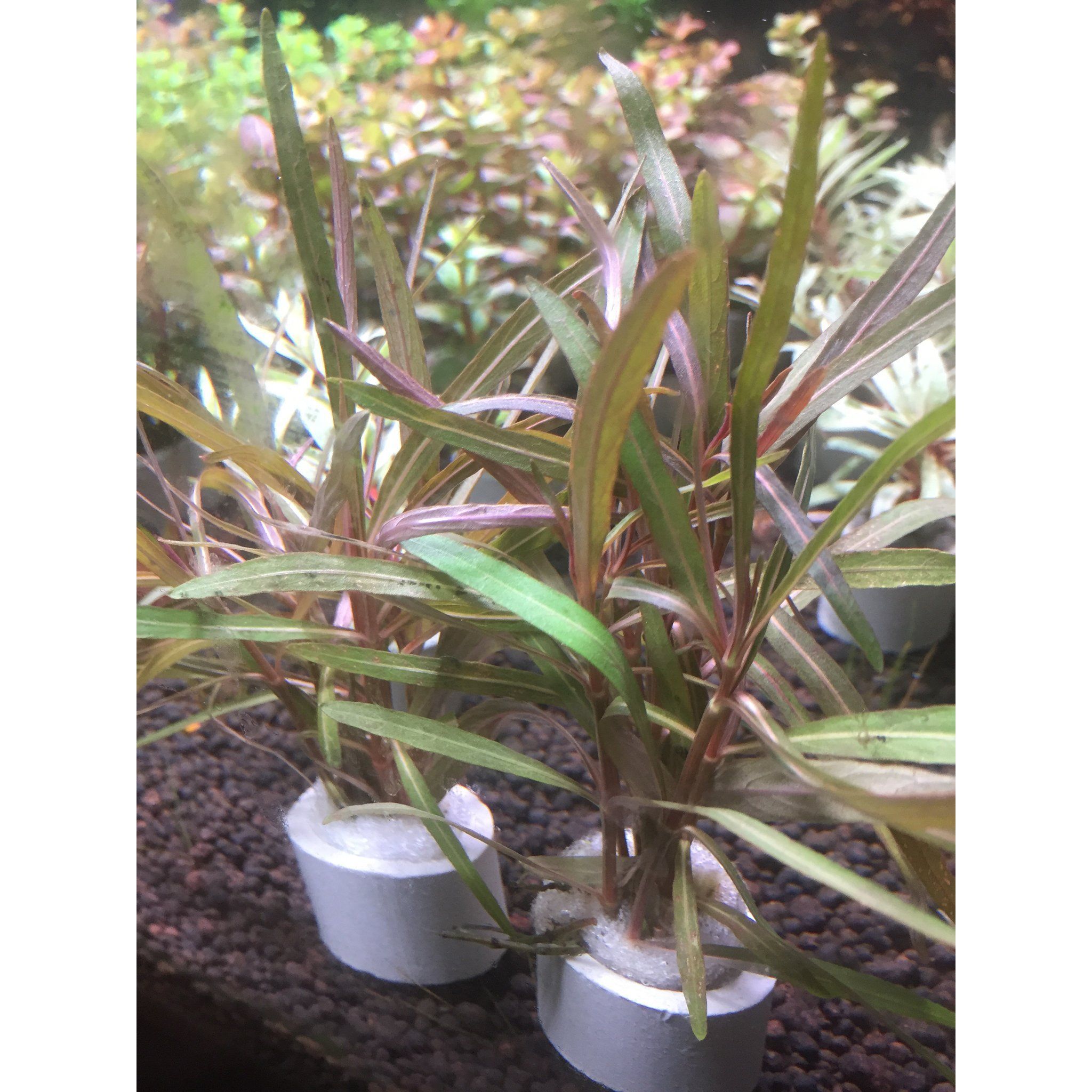 Hygrophila Sp. Araguaia