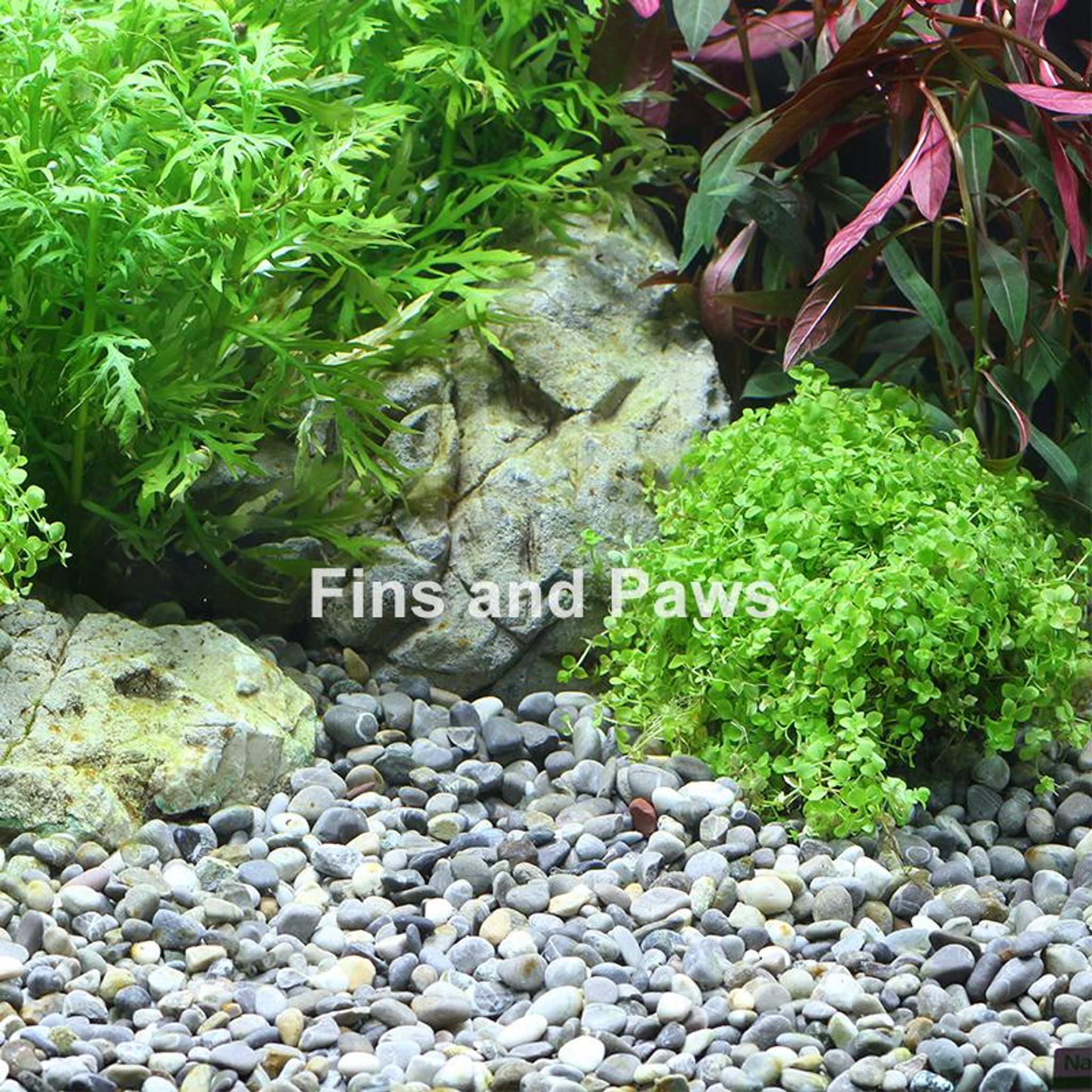 [Dennerle] Plantahunter Natural Gravel - River 5kg