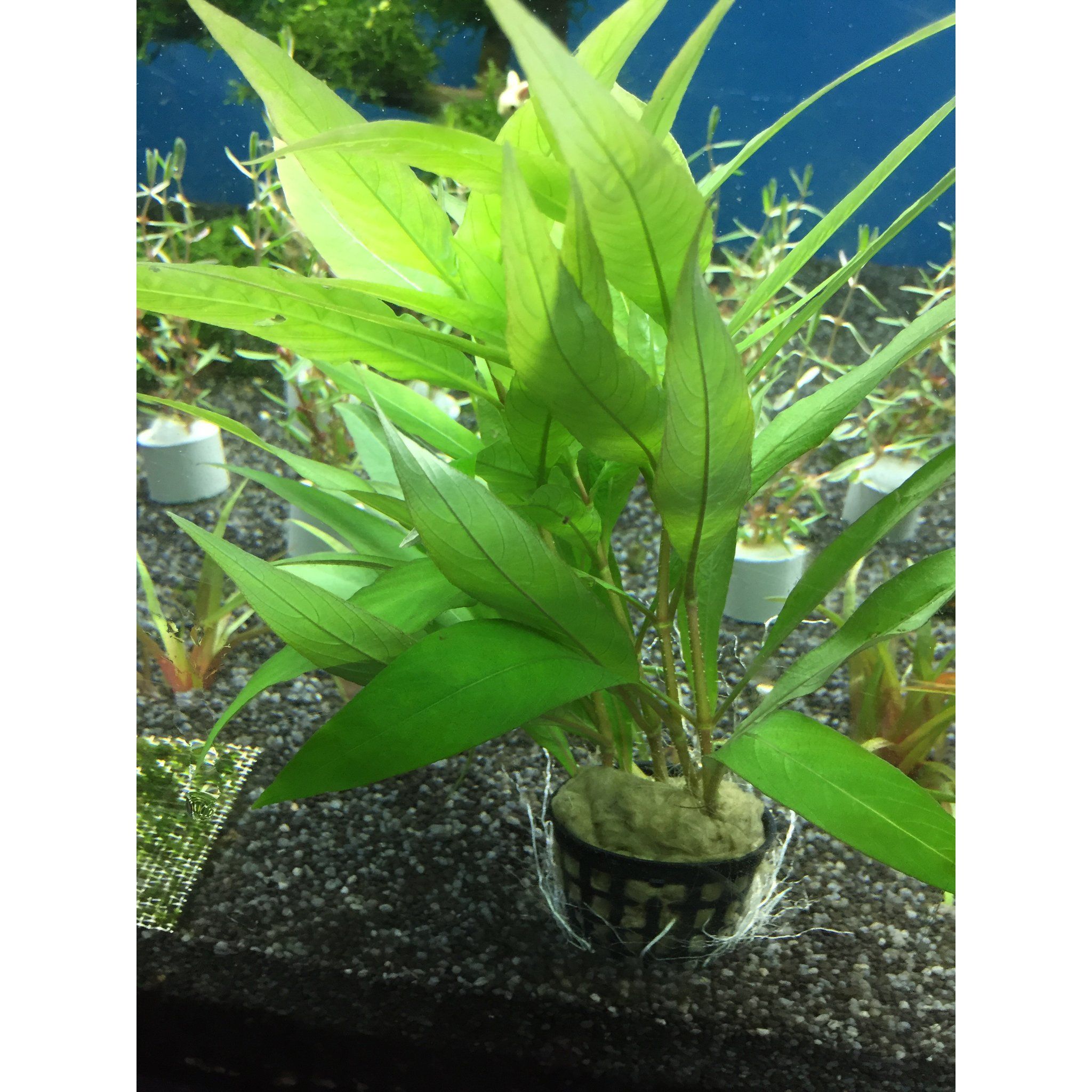 Hygrophila Siamensis