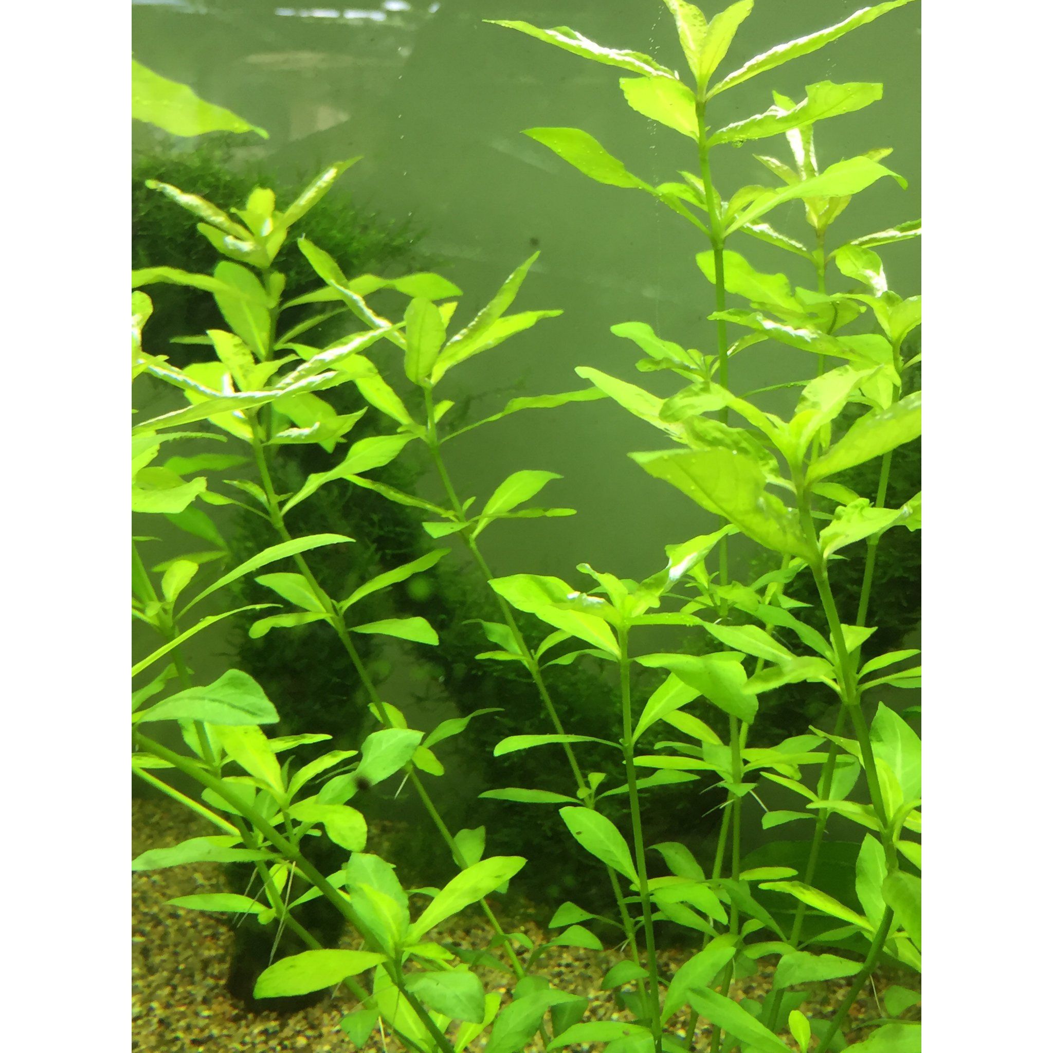 Hygrophila Polysperma