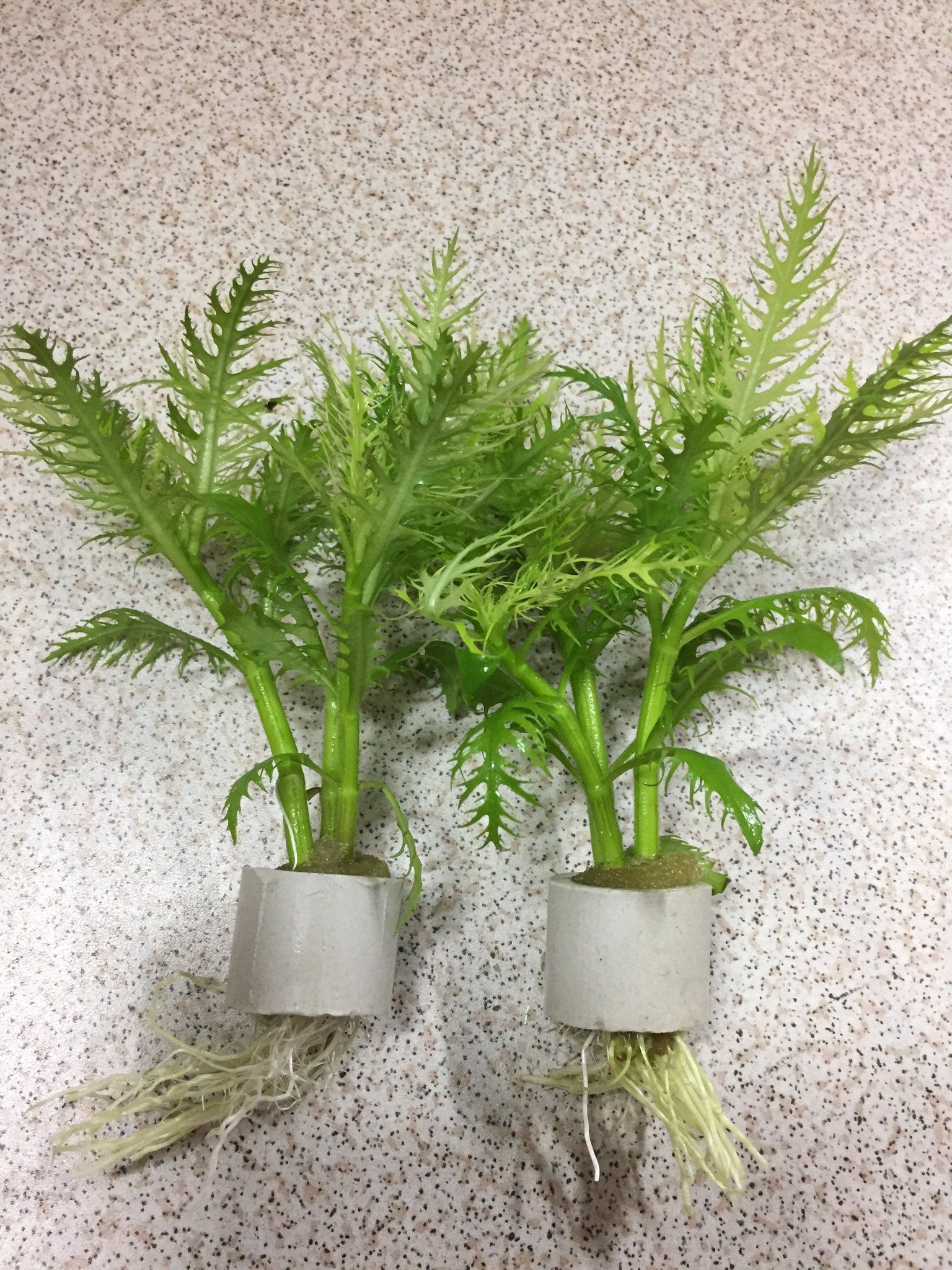 Hygrophila Balsamica