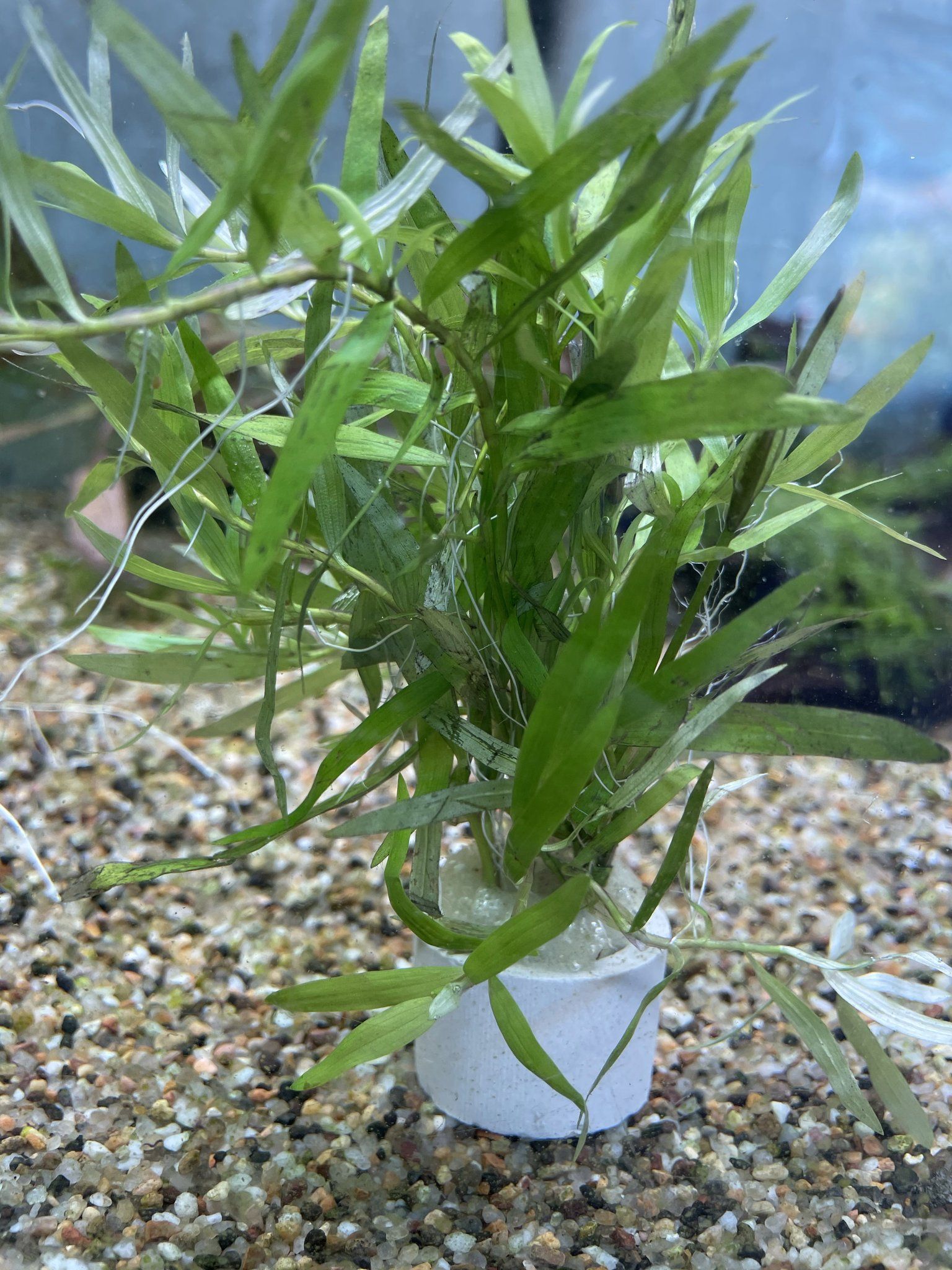 Heteranthera Zosterifolia