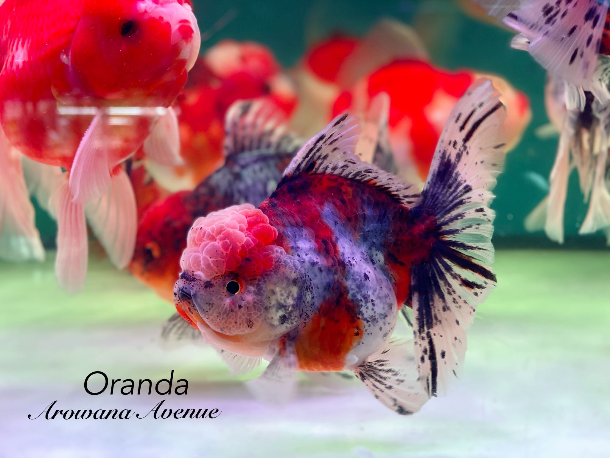 Calico Oranda Goldfish