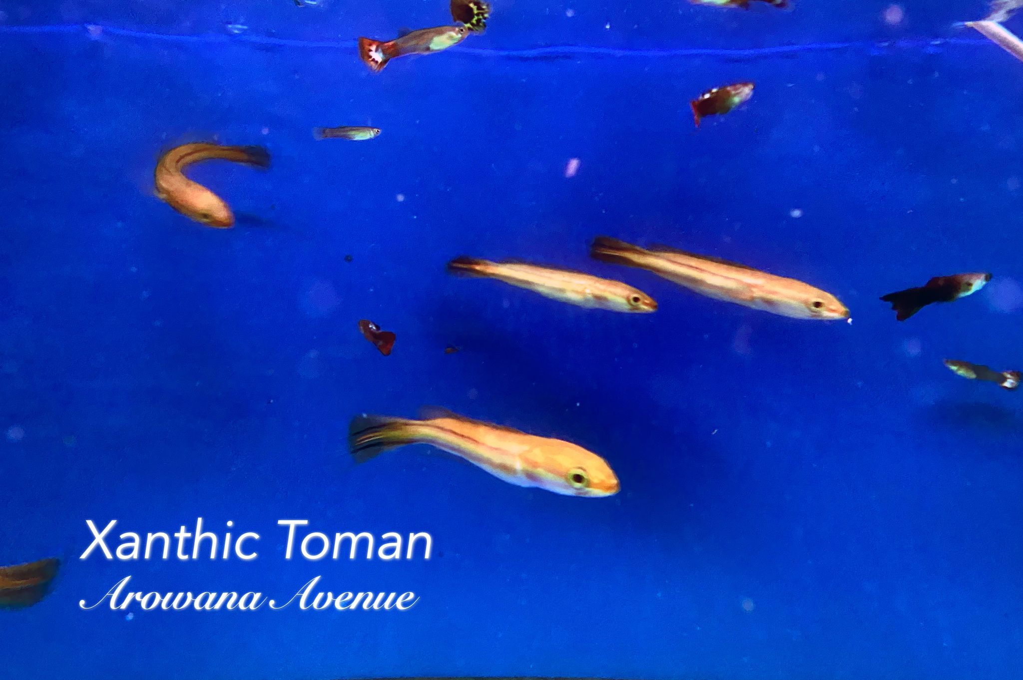 Xanthic Toman